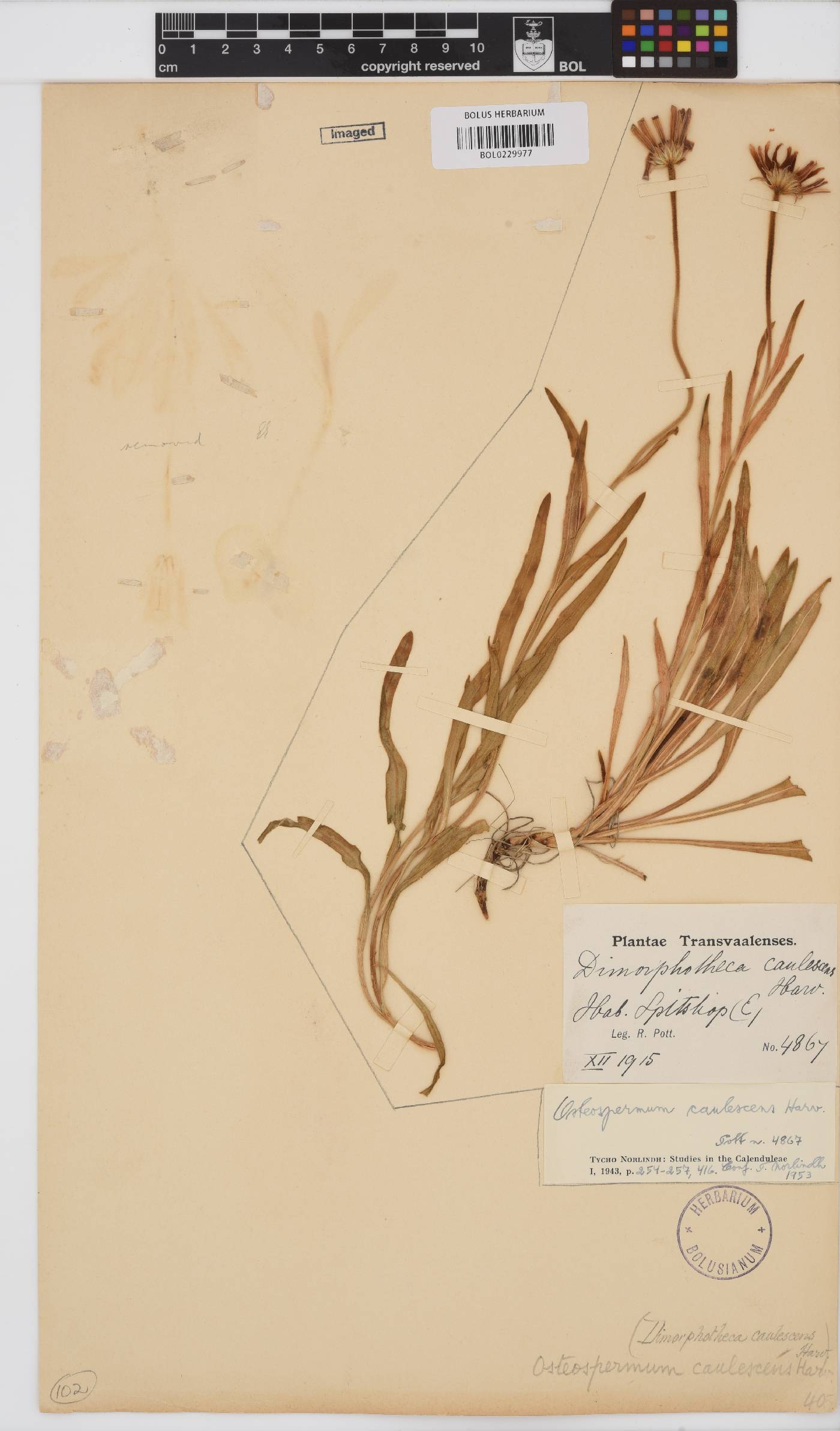 Dimorphotheca caulescens image