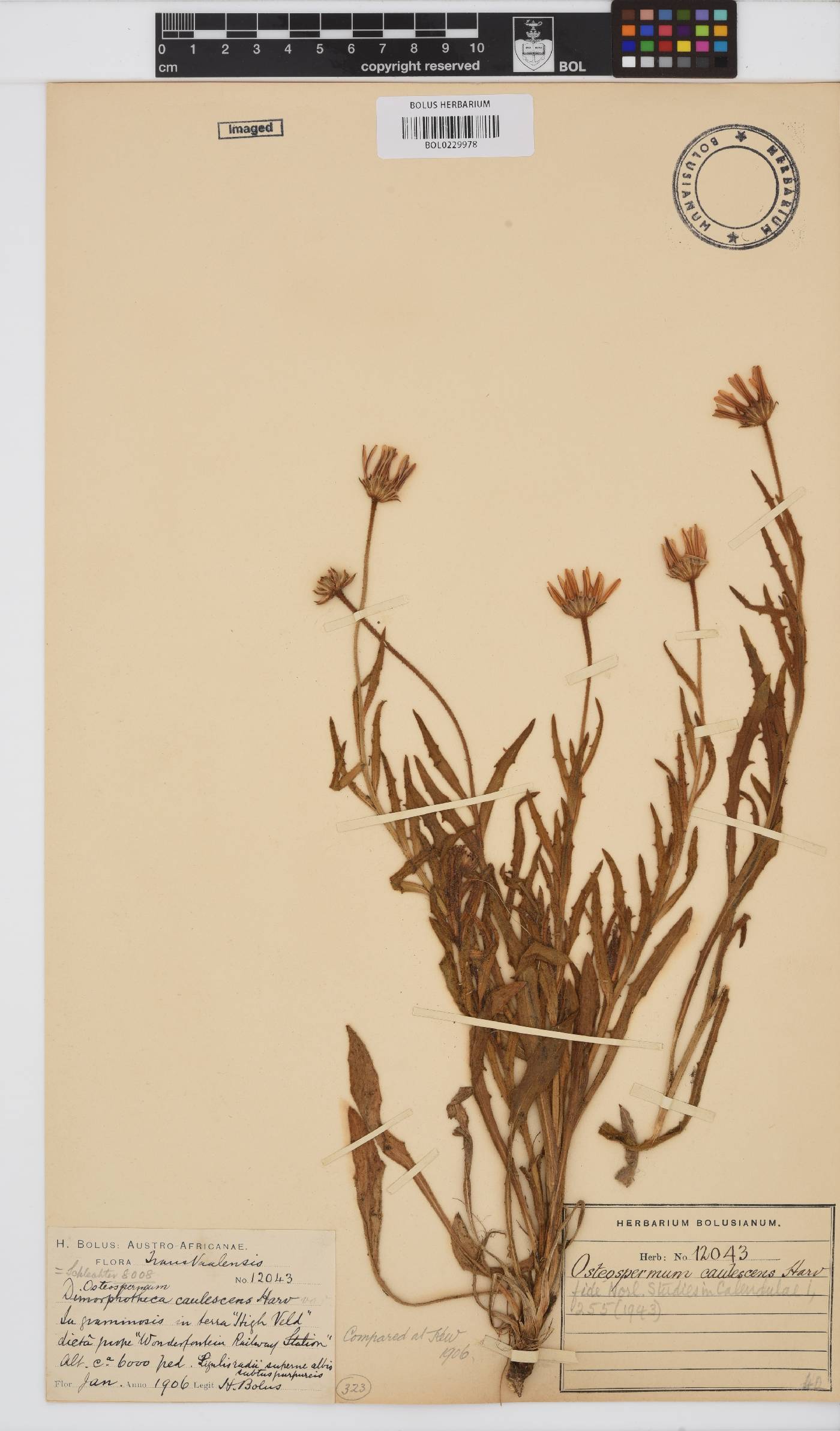 Dimorphotheca caulescens image