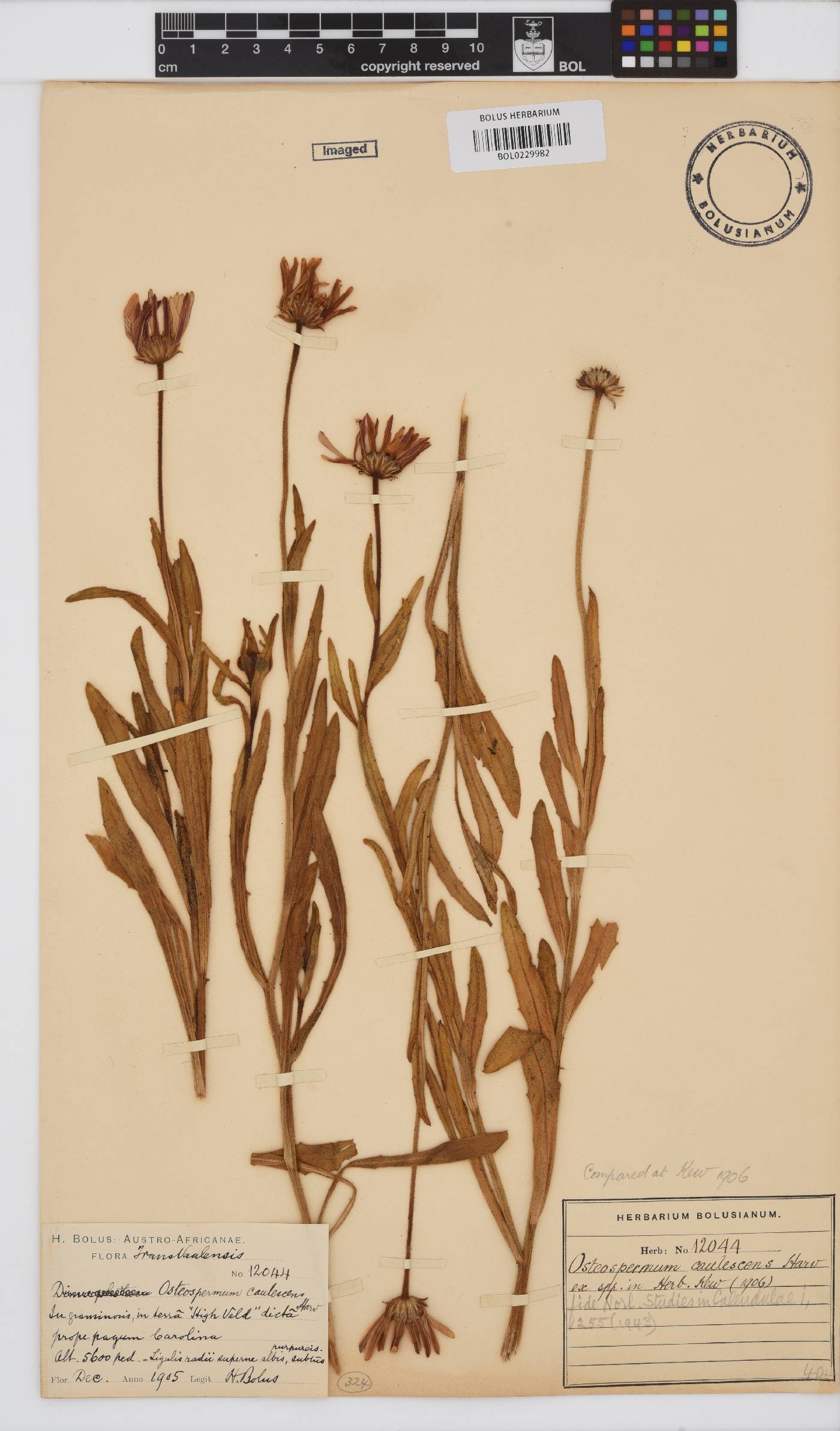 Dimorphotheca caulescens image