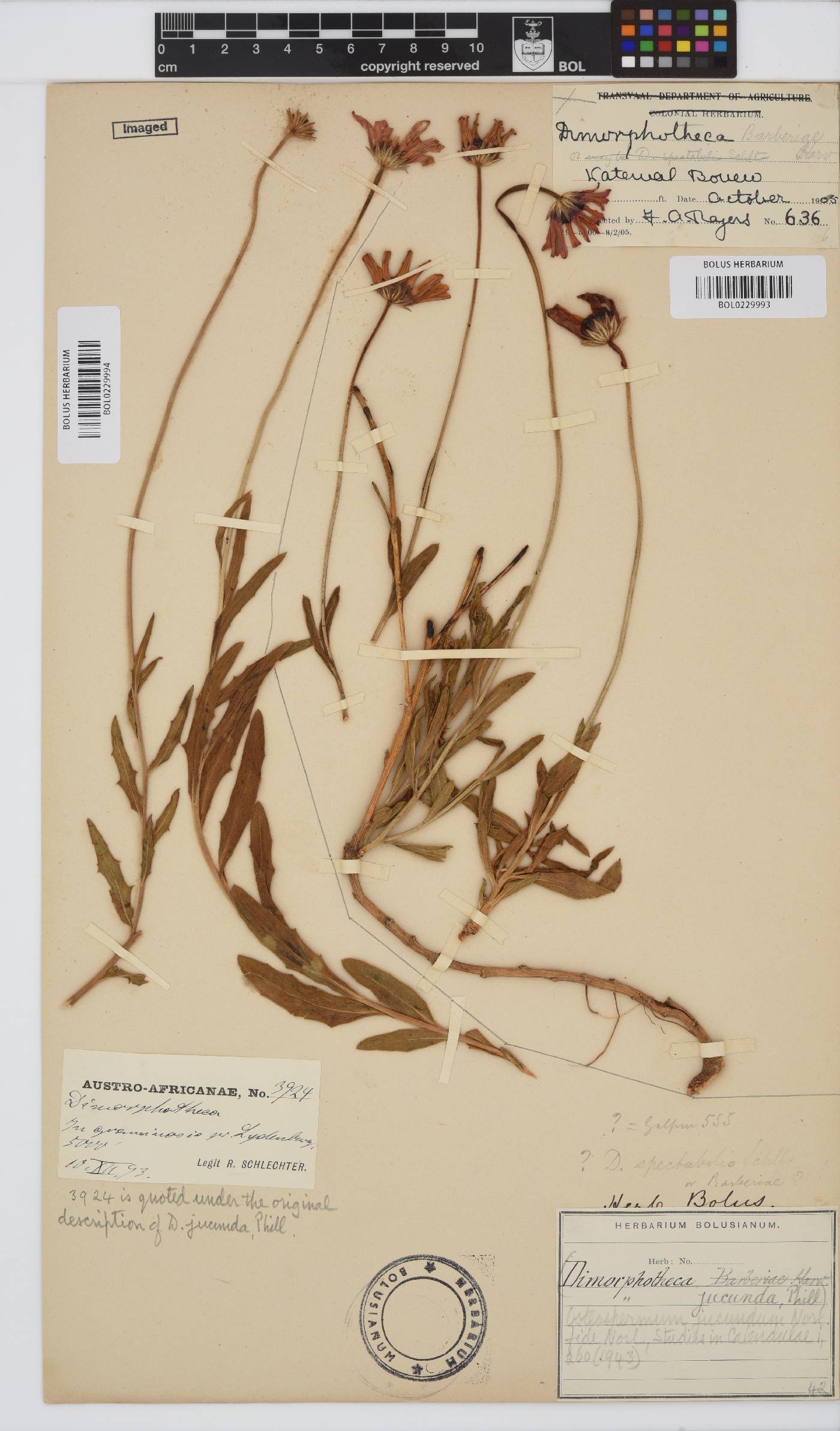 Dimorphotheca jucunda image