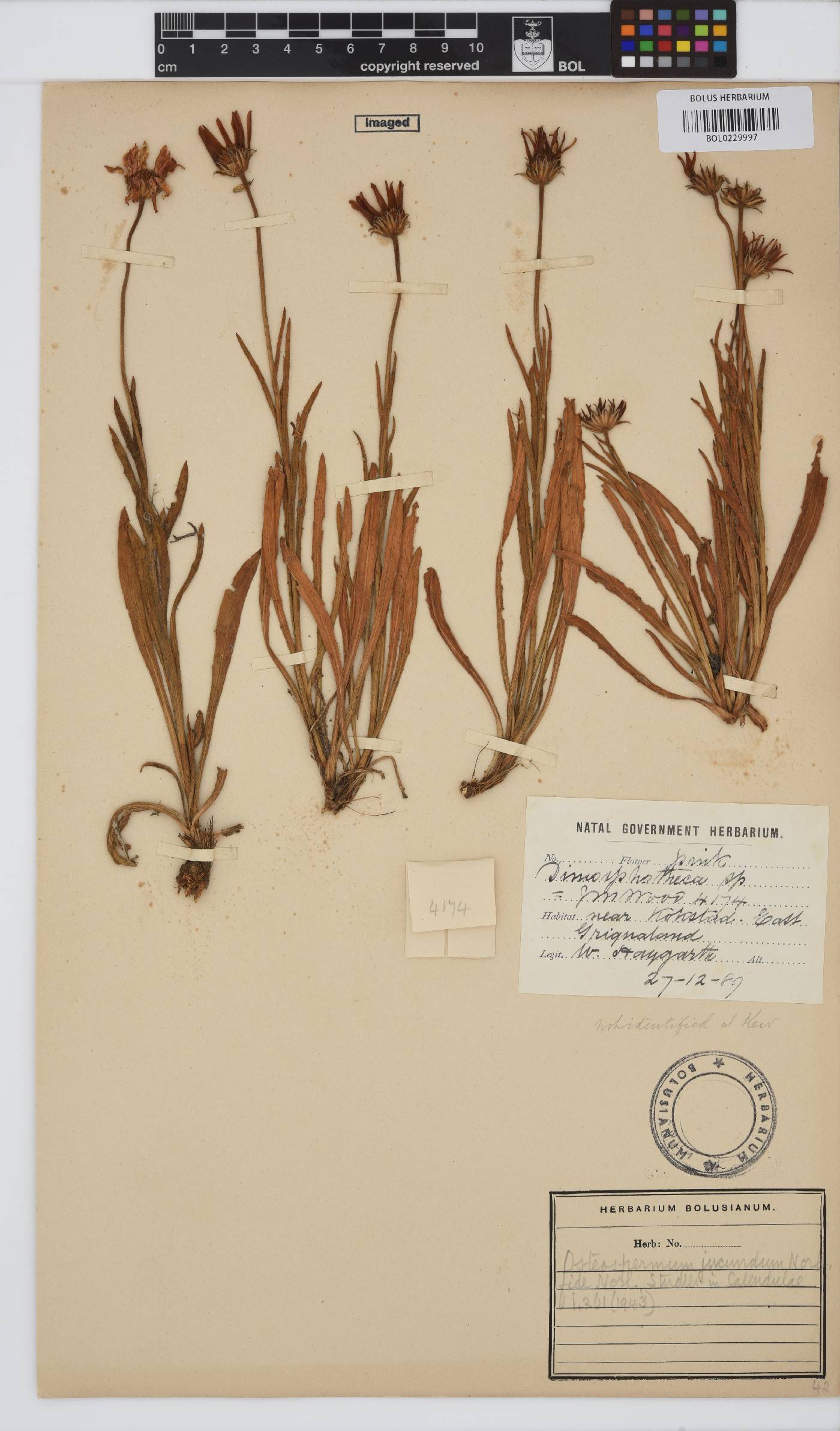 Dimorphotheca jucunda image