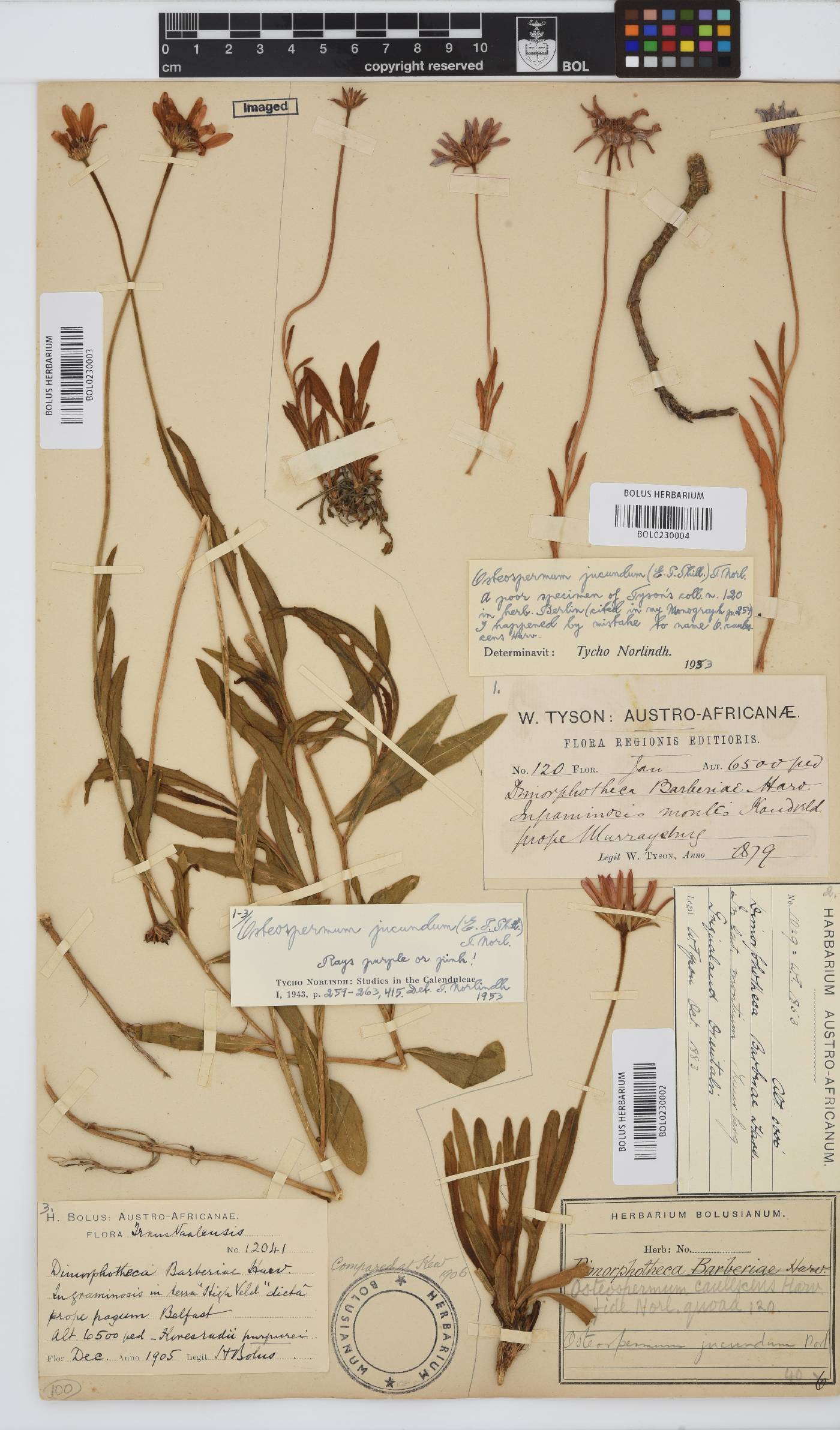 Dimorphotheca jucunda image