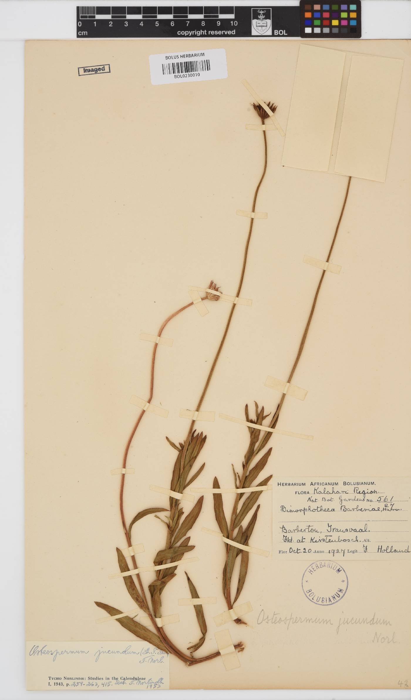 Dimorphotheca jucunda image