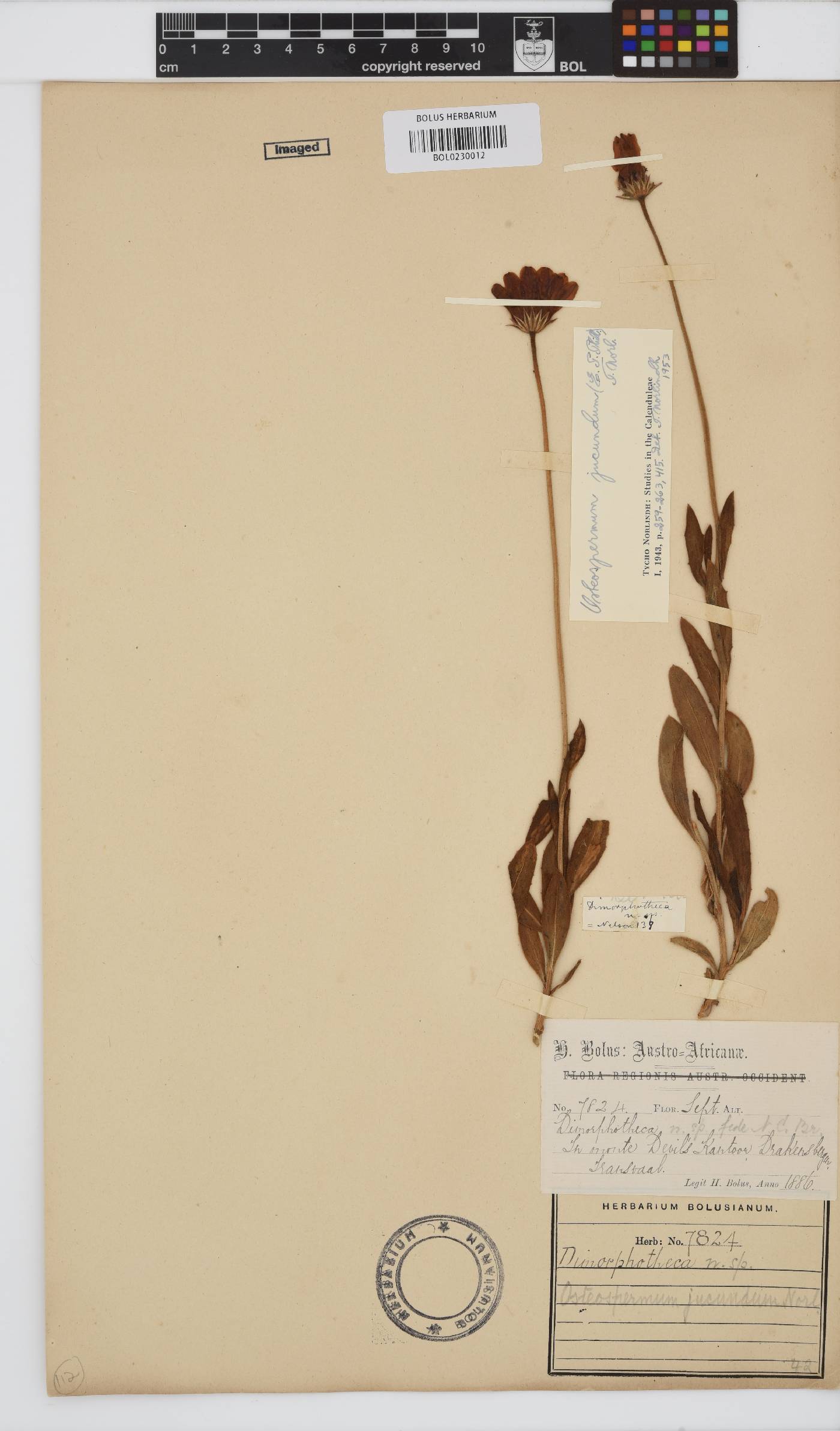 Dimorphotheca jucunda image