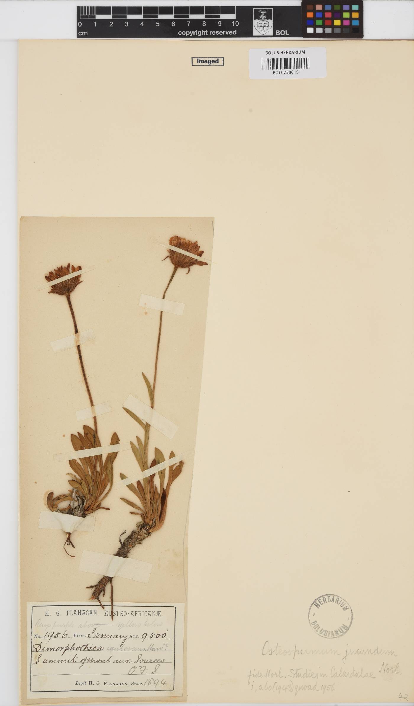 Dimorphotheca jucunda image