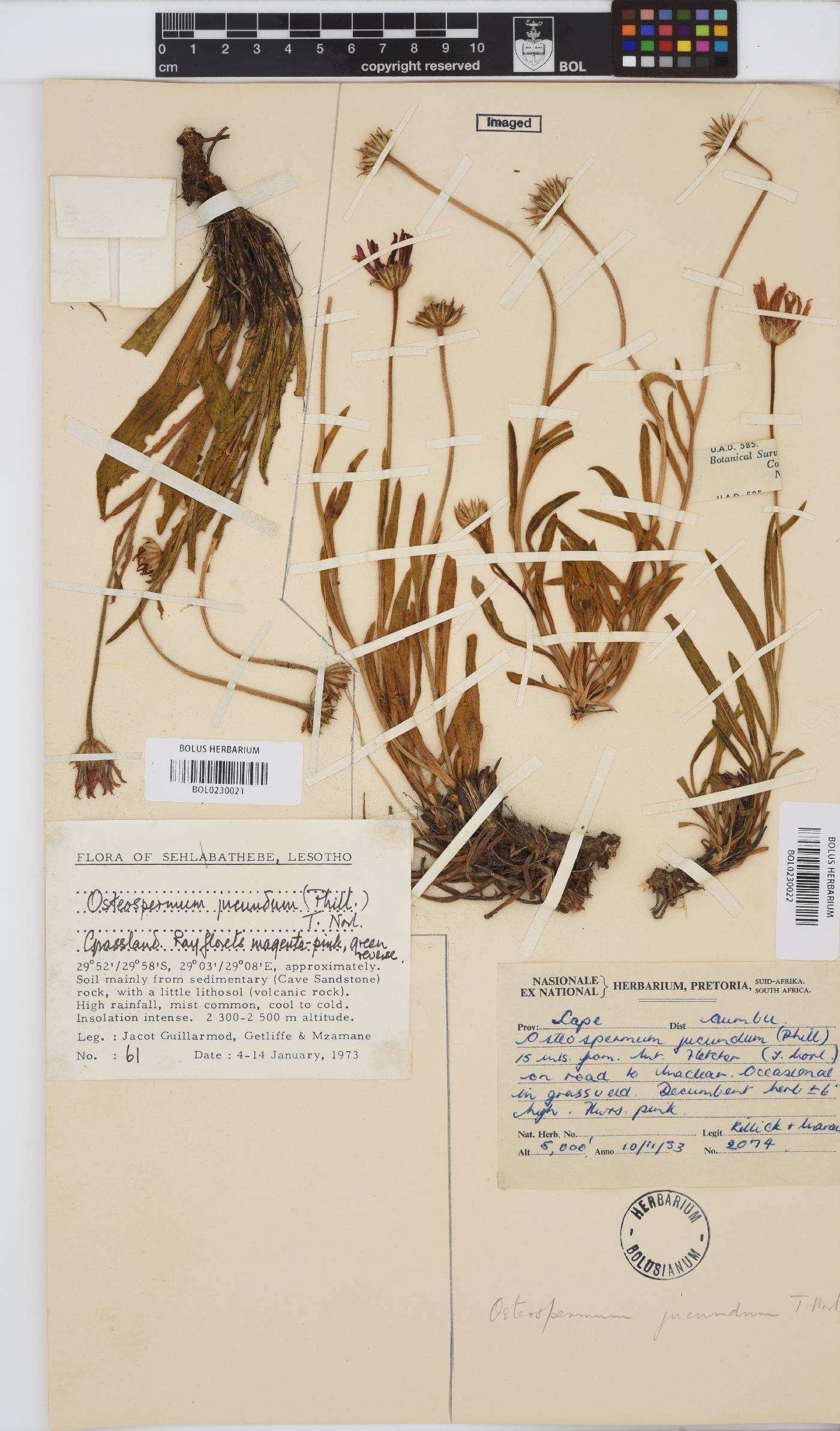 Dimorphotheca jucunda image