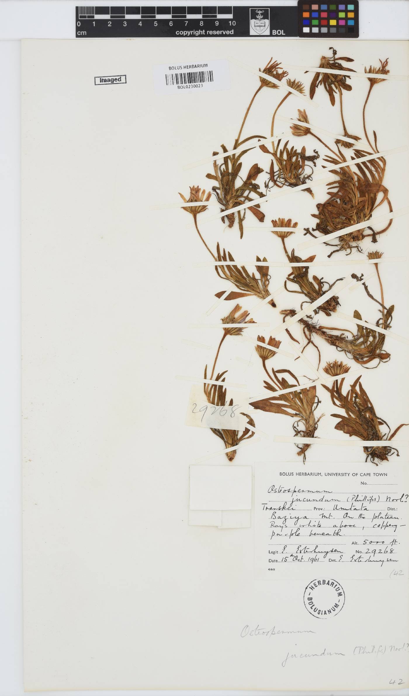 Dimorphotheca jucunda image