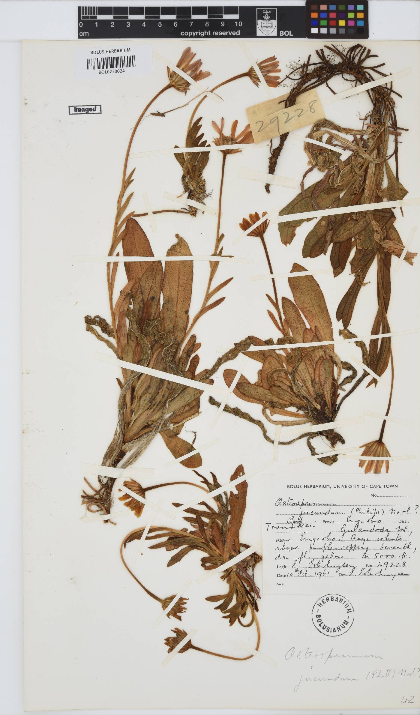 Dimorphotheca jucunda image