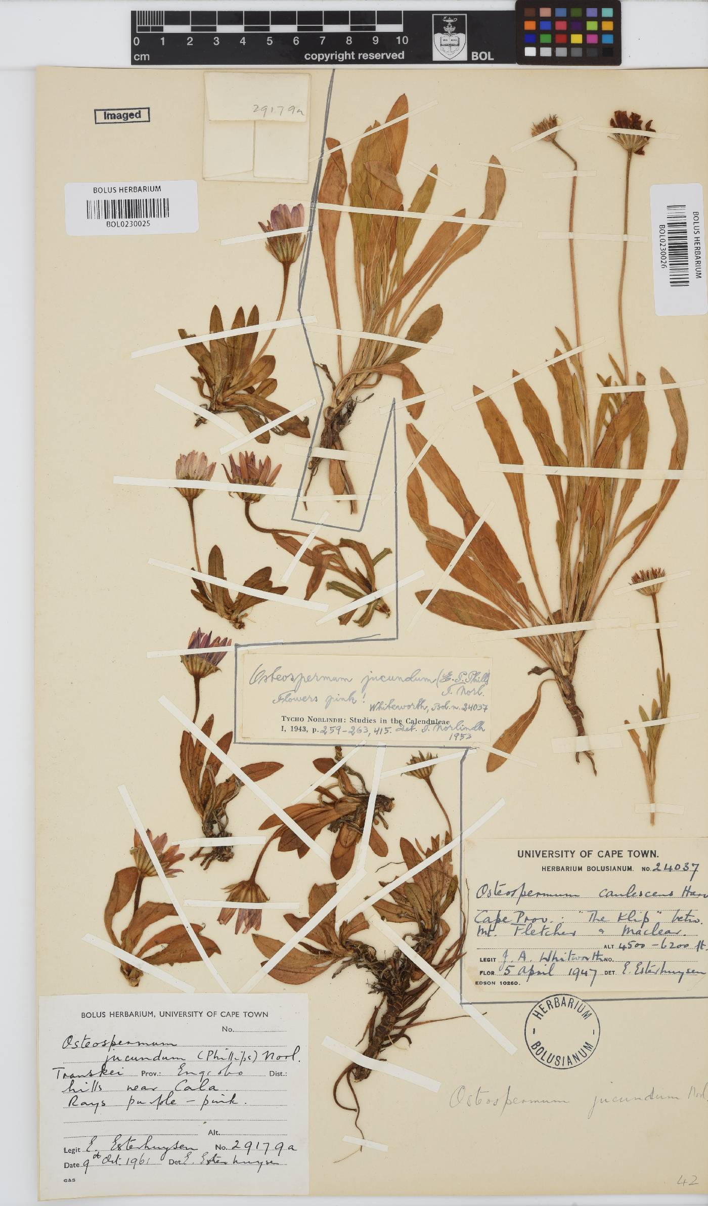 Dimorphotheca jucunda image