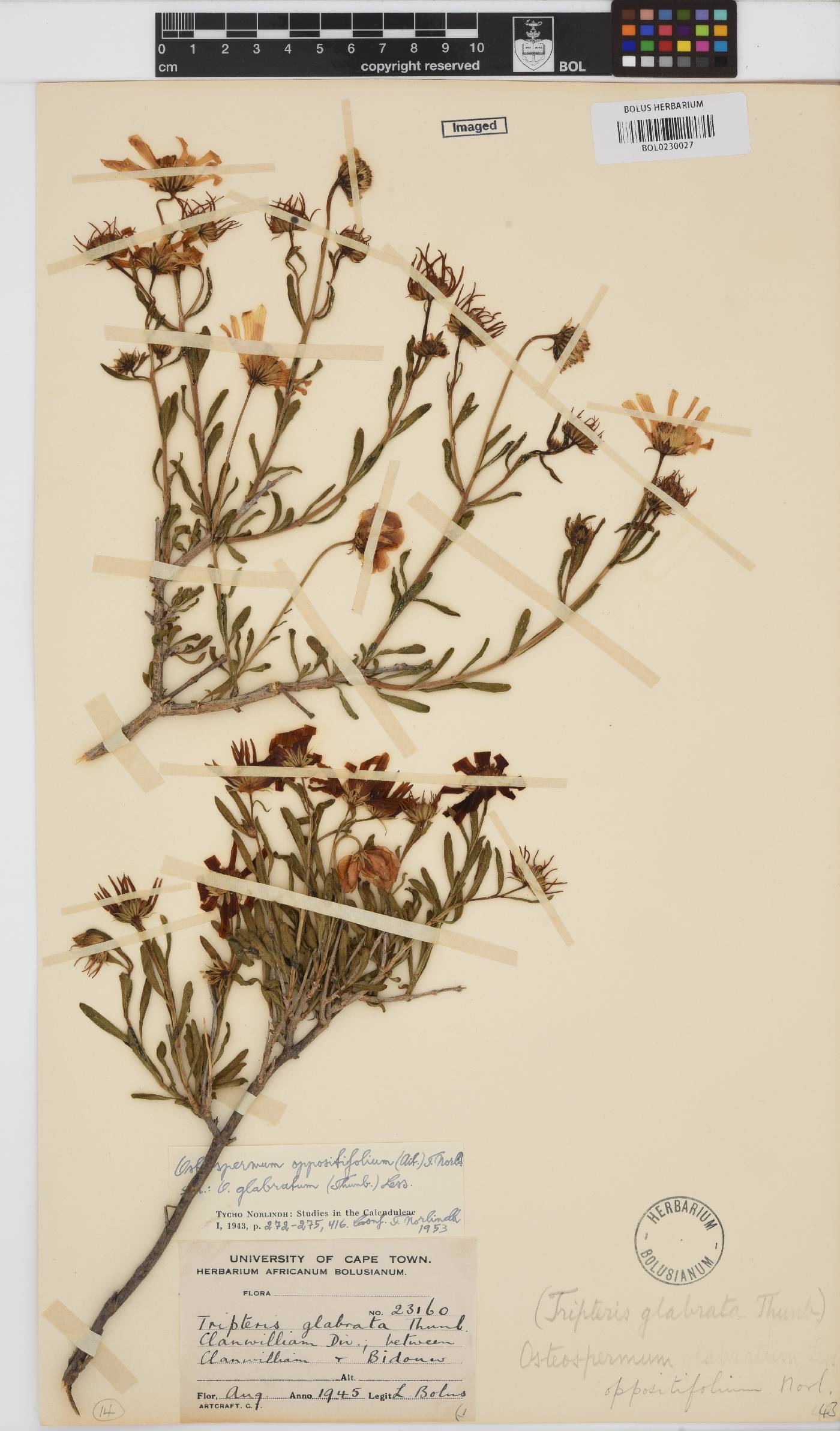Osteospermum oppositifolium image
