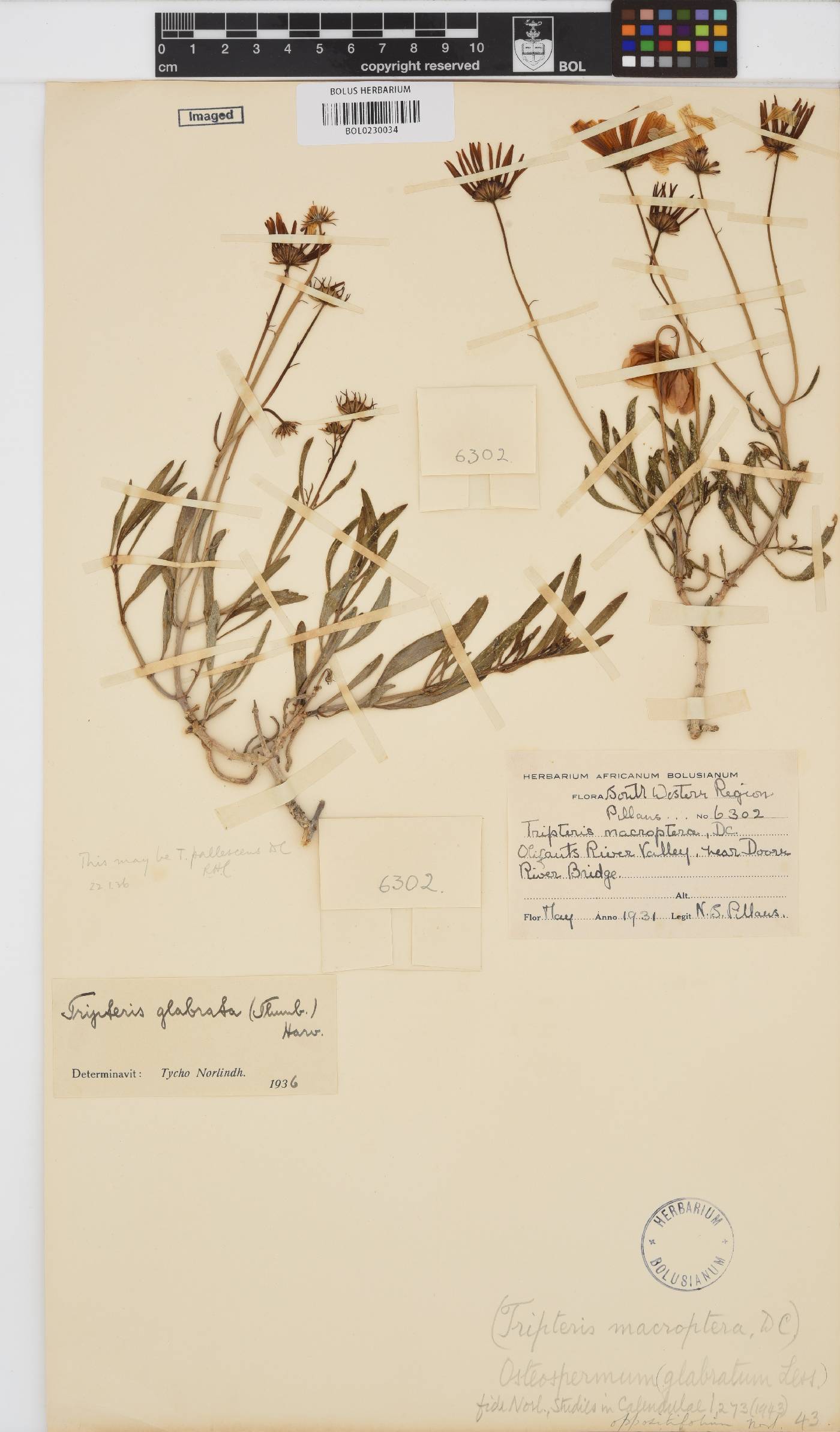 Osteospermum oppositifolium image
