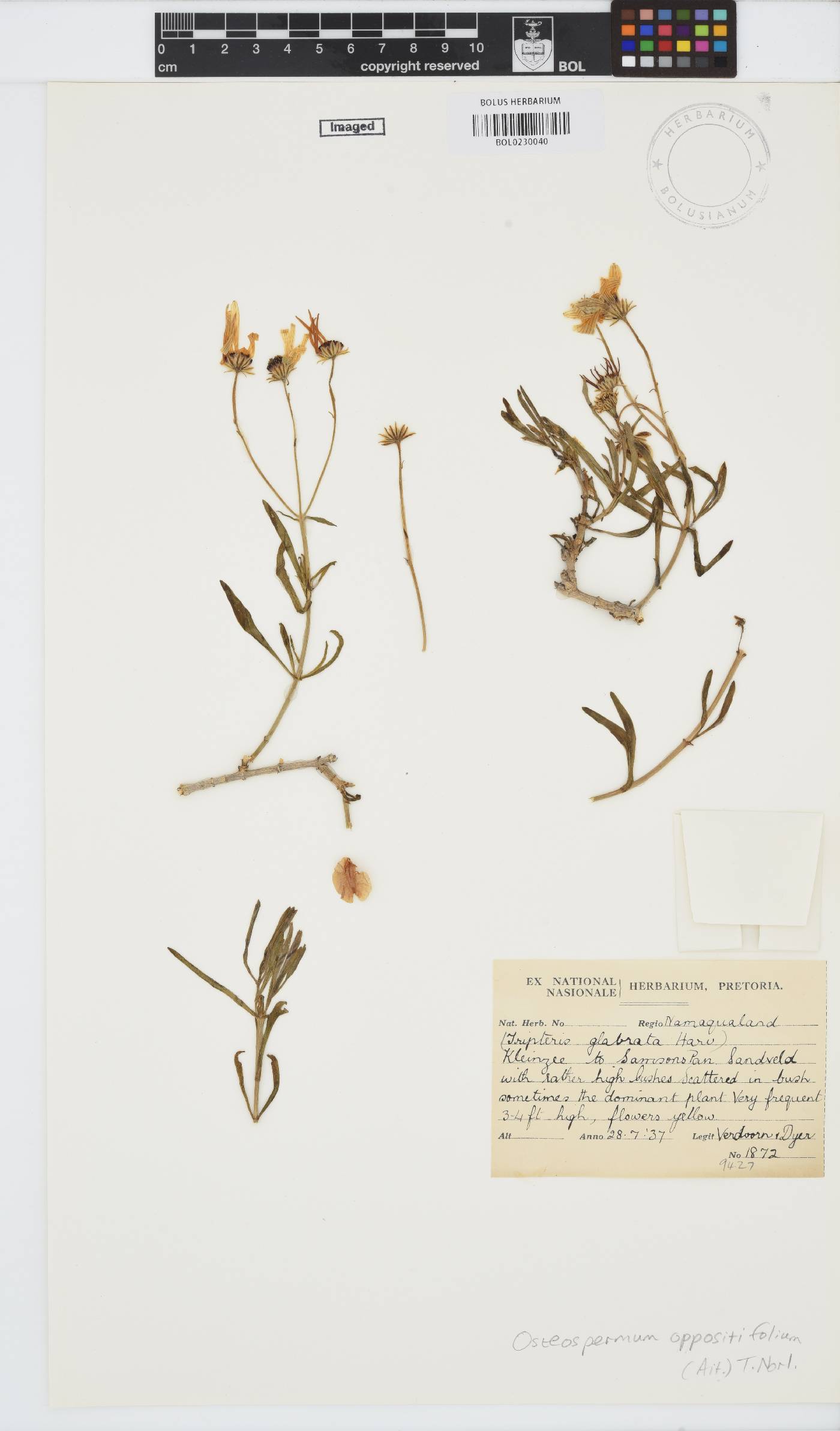 Osteospermum oppositifolium image