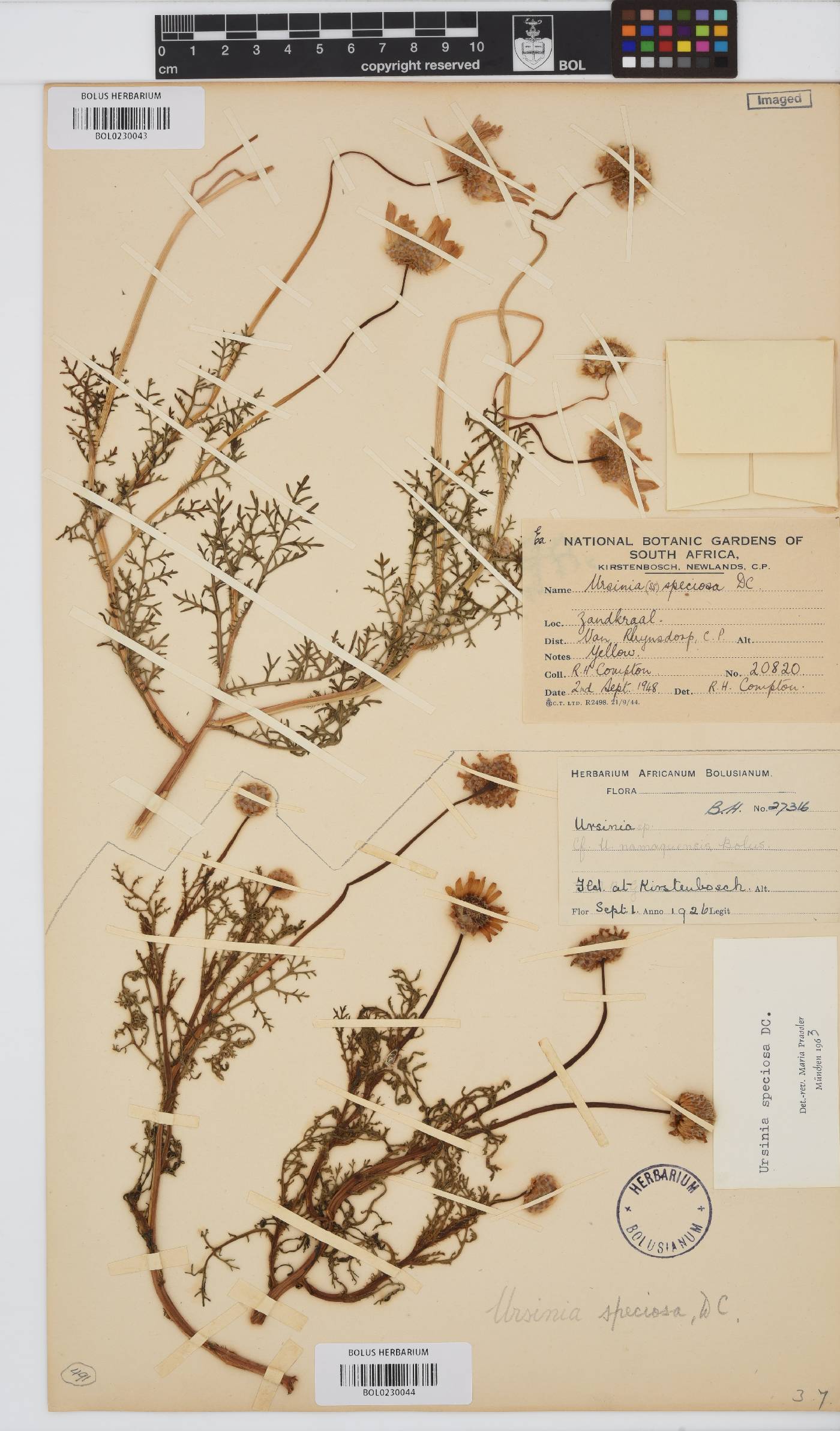 Ursinia speciosa image