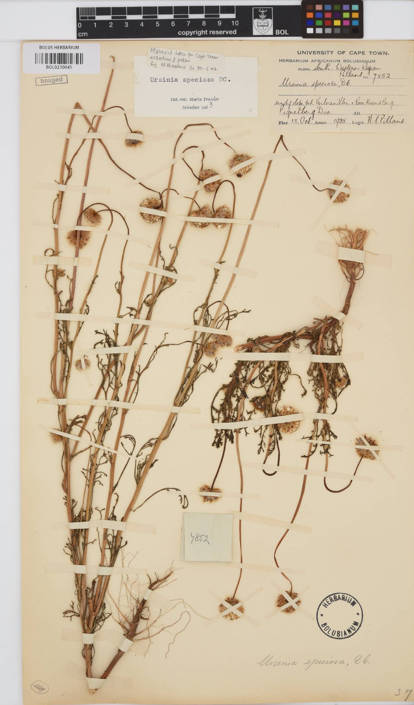 Ursinia speciosa image