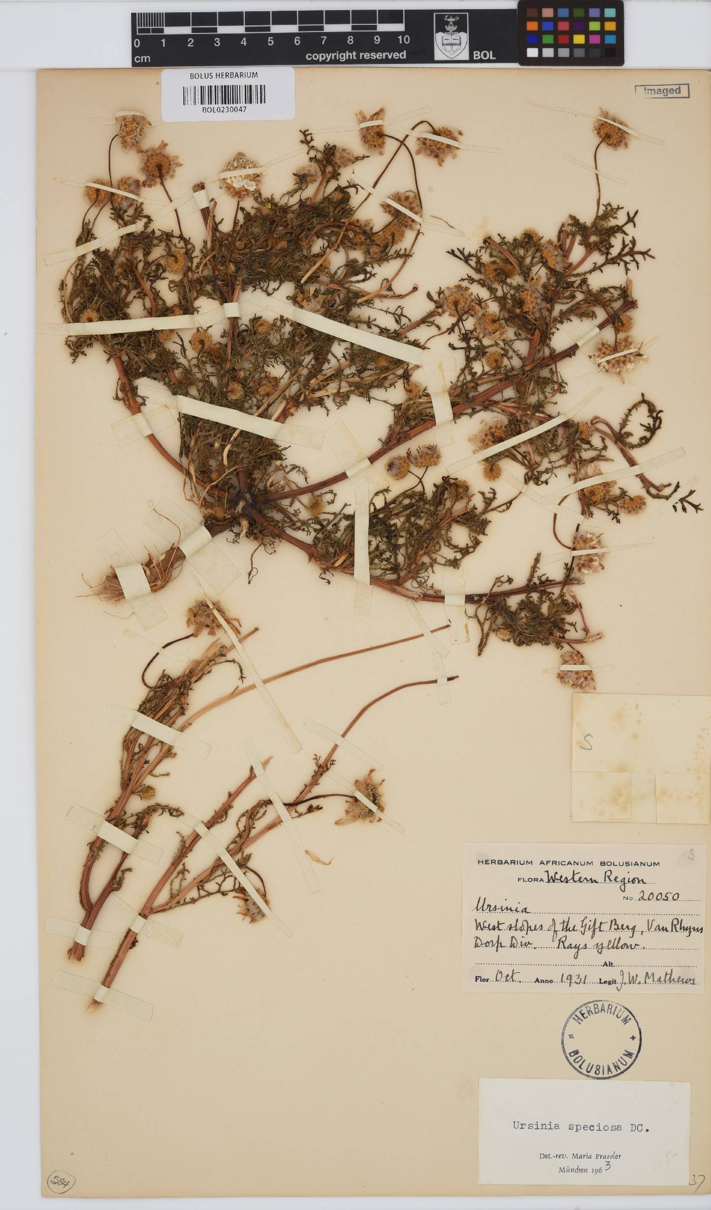 Ursinia speciosa image