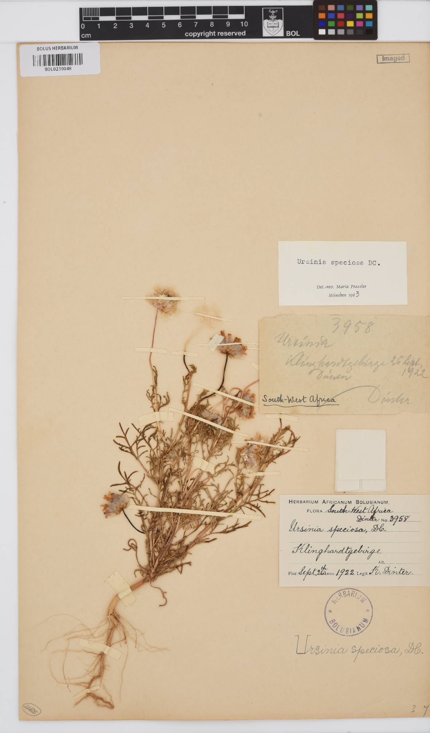 Ursinia speciosa image