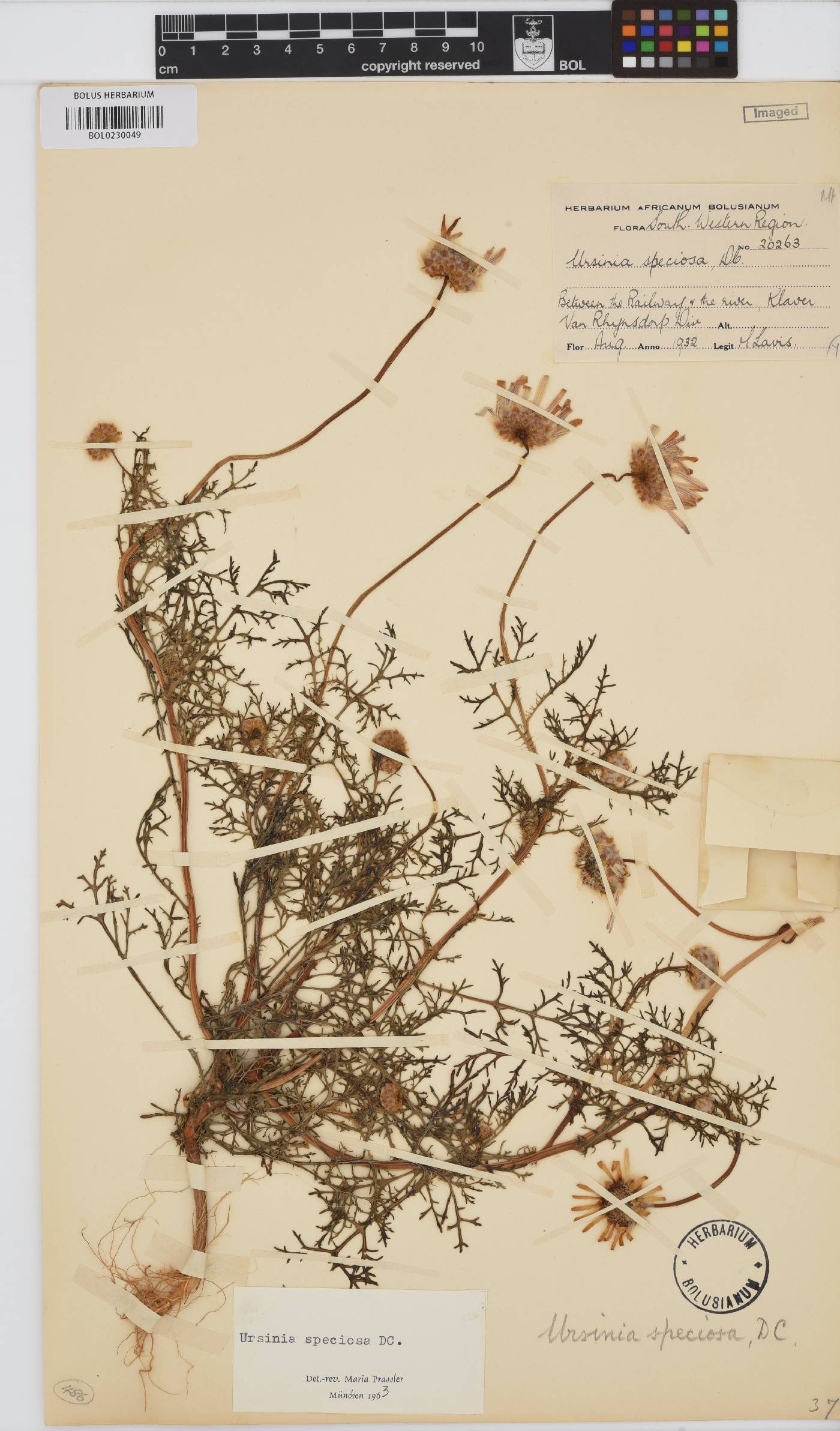 Ursinia speciosa image