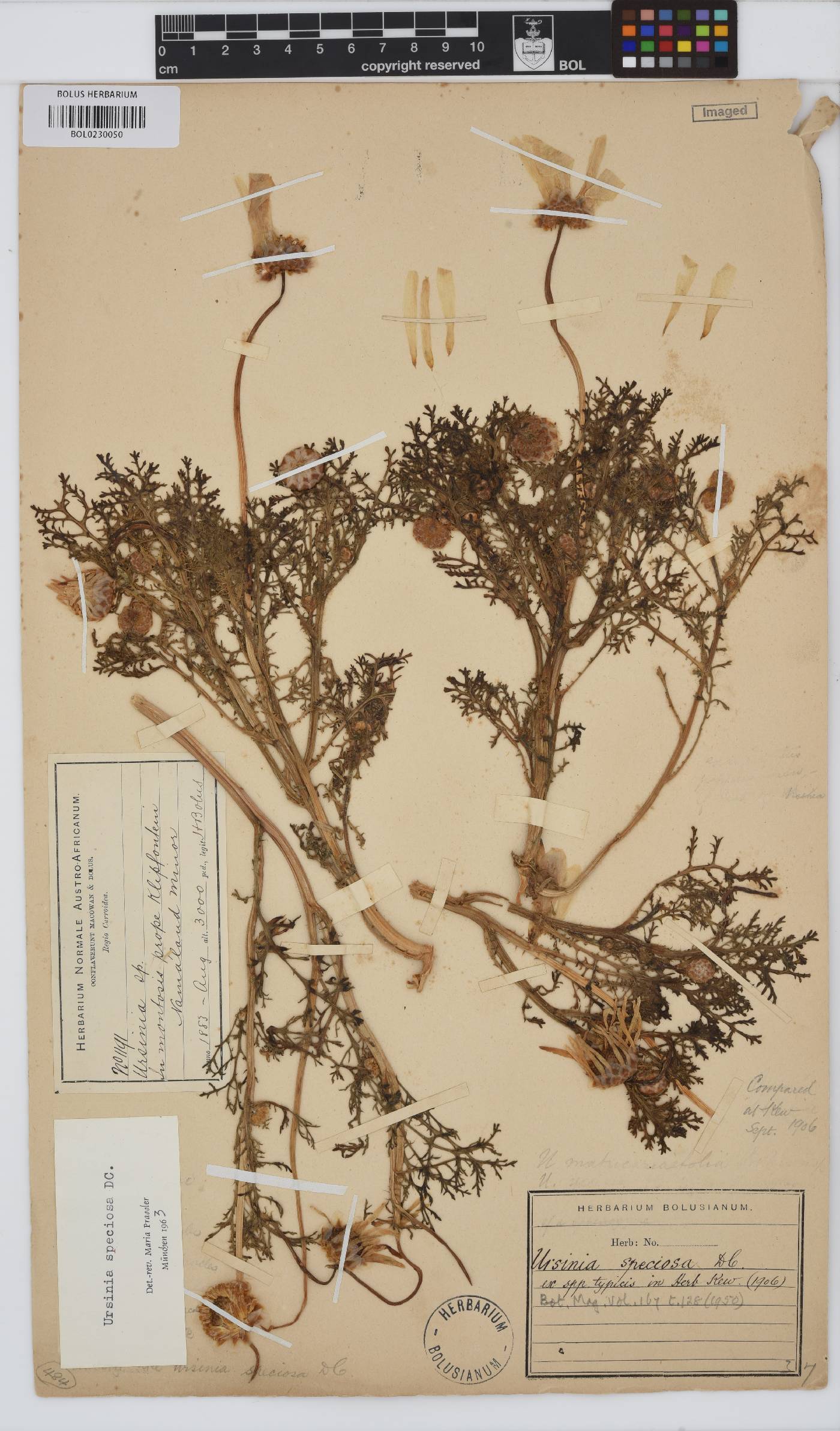 Ursinia speciosa image