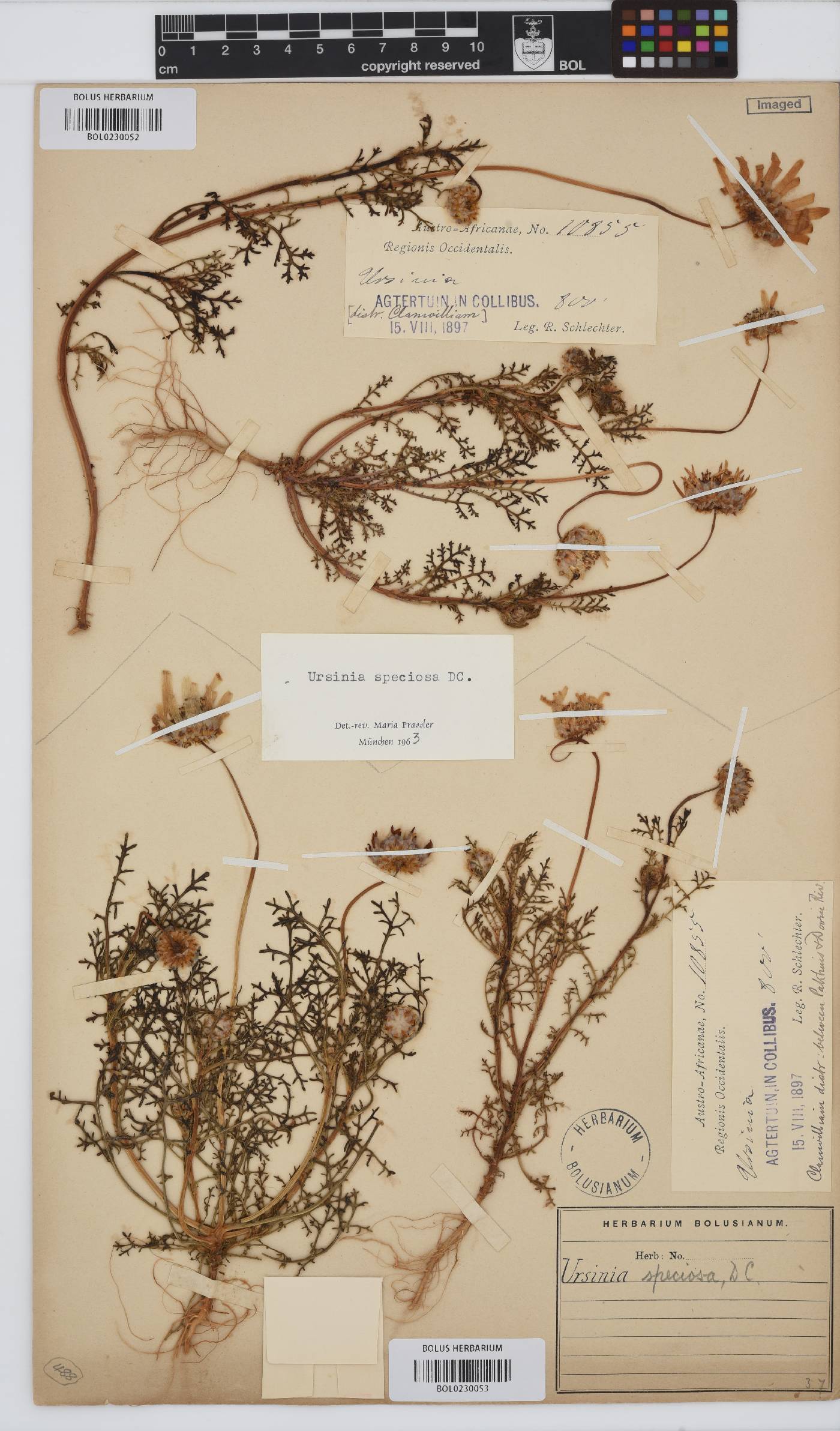 Ursinia speciosa image