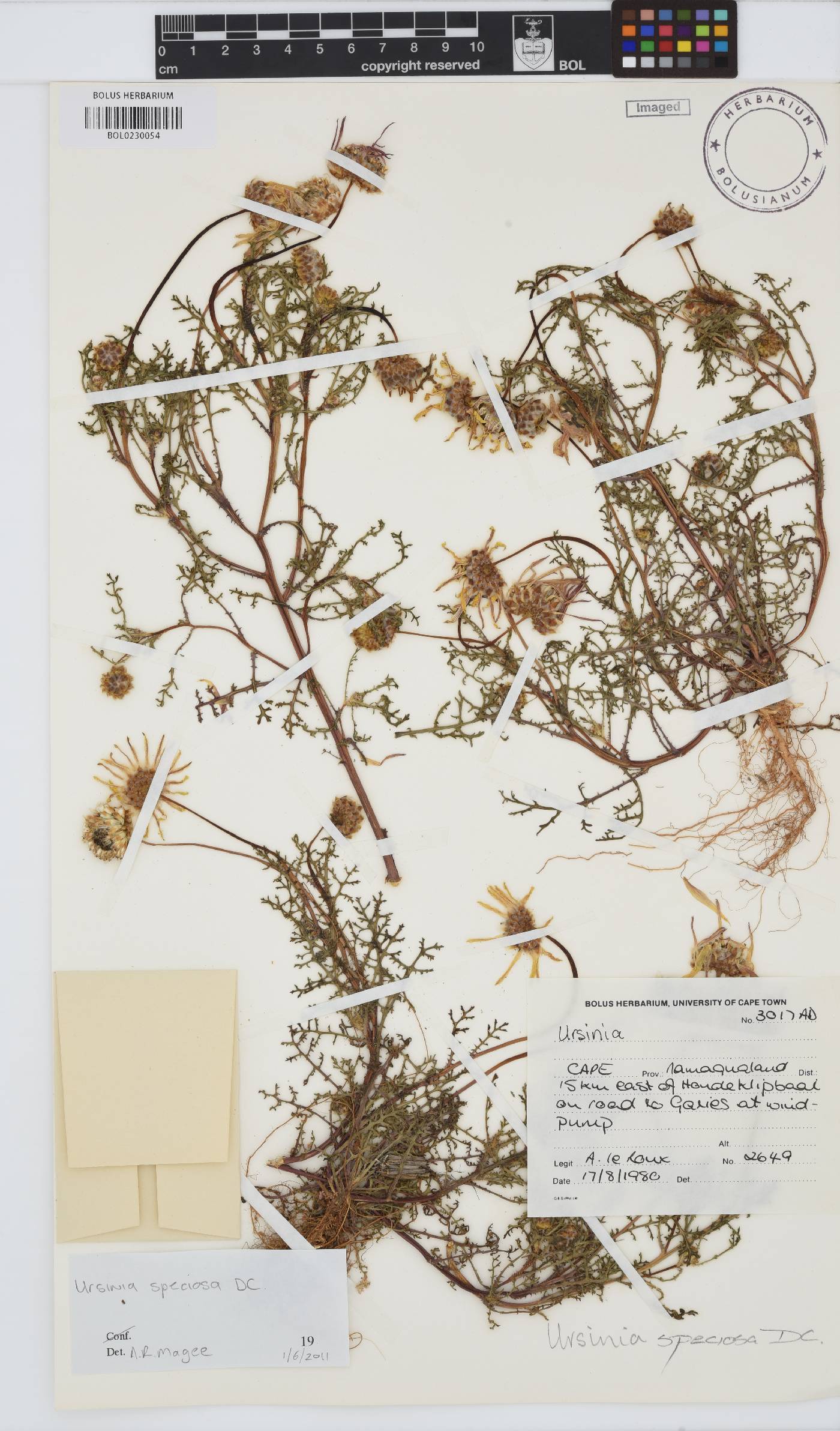 Ursinia speciosa image