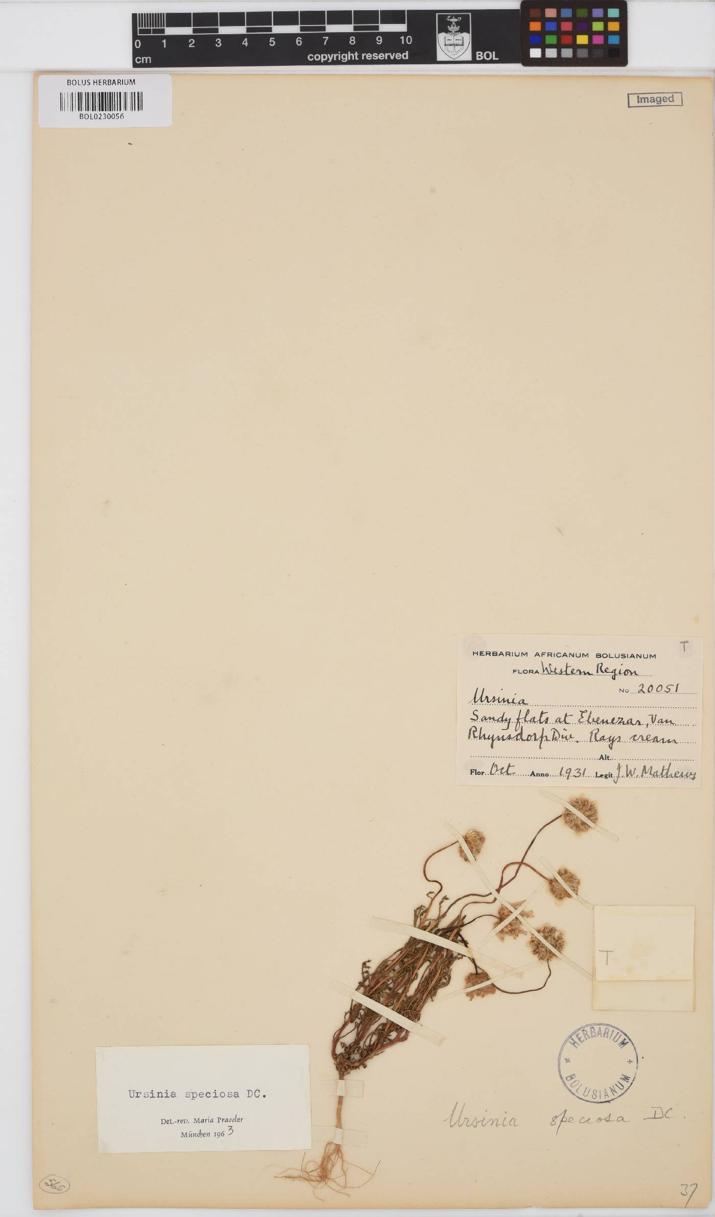 Ursinia speciosa image