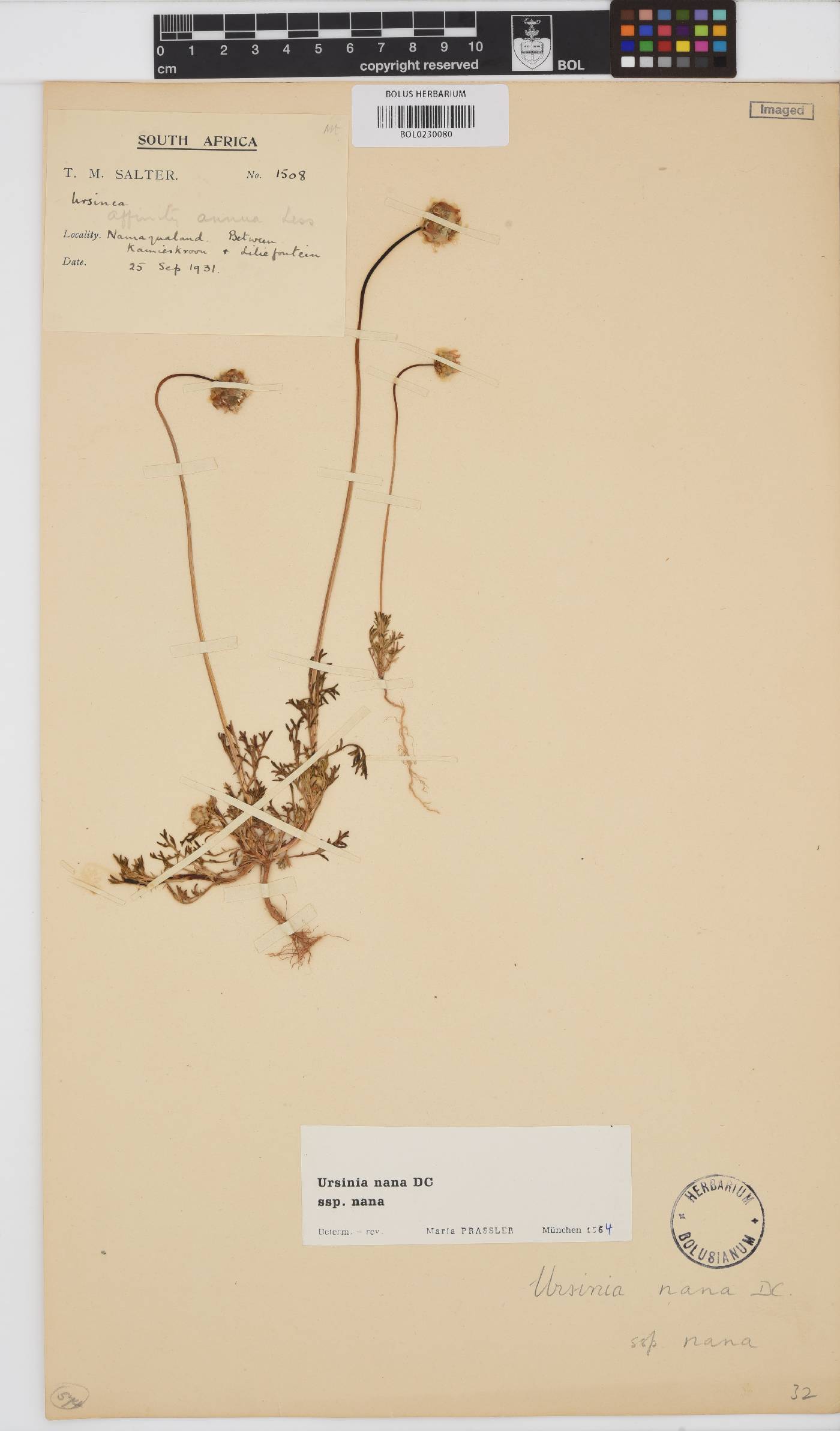 Ursinia nana subsp. nana image