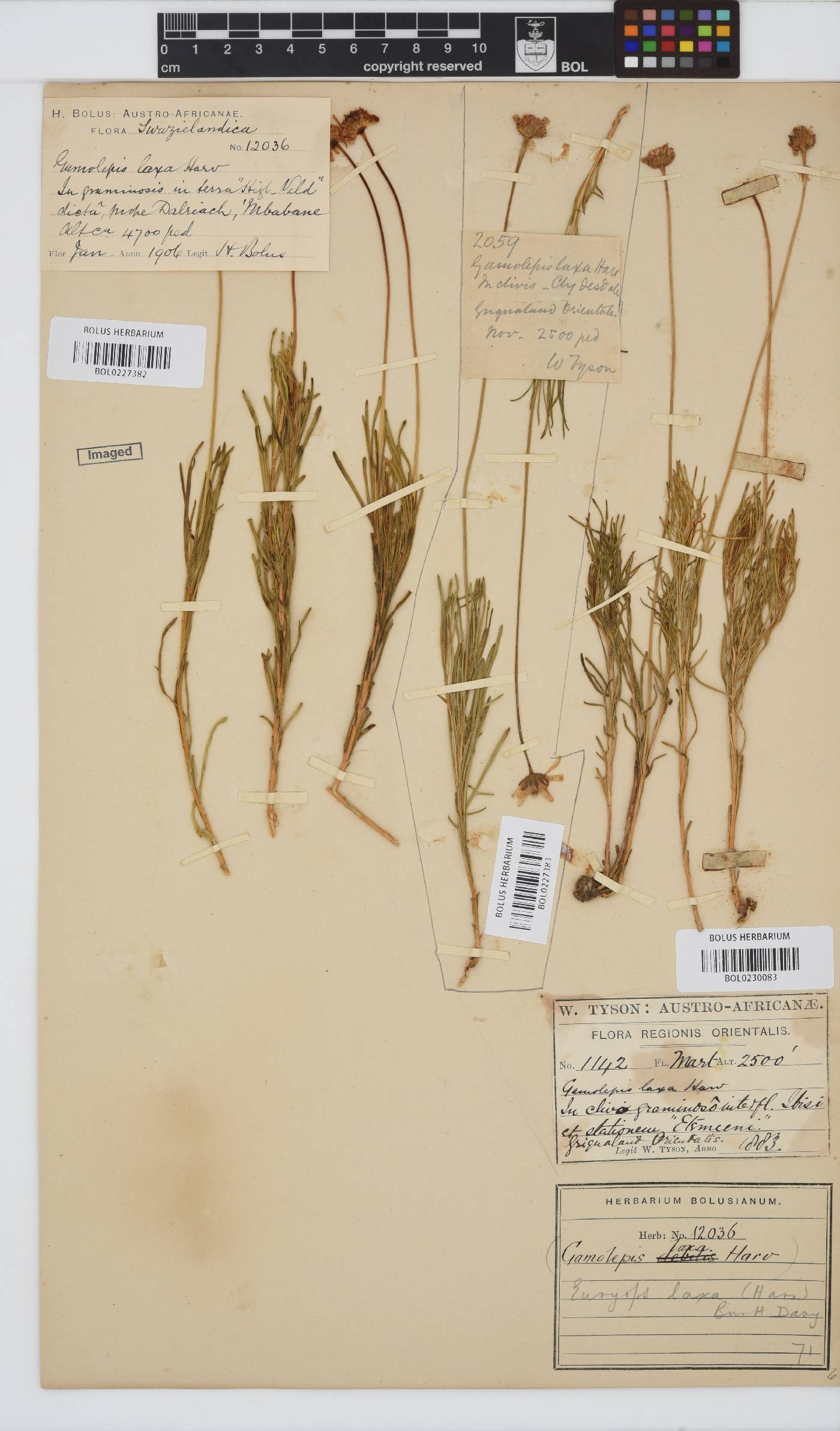Euryops laxus image