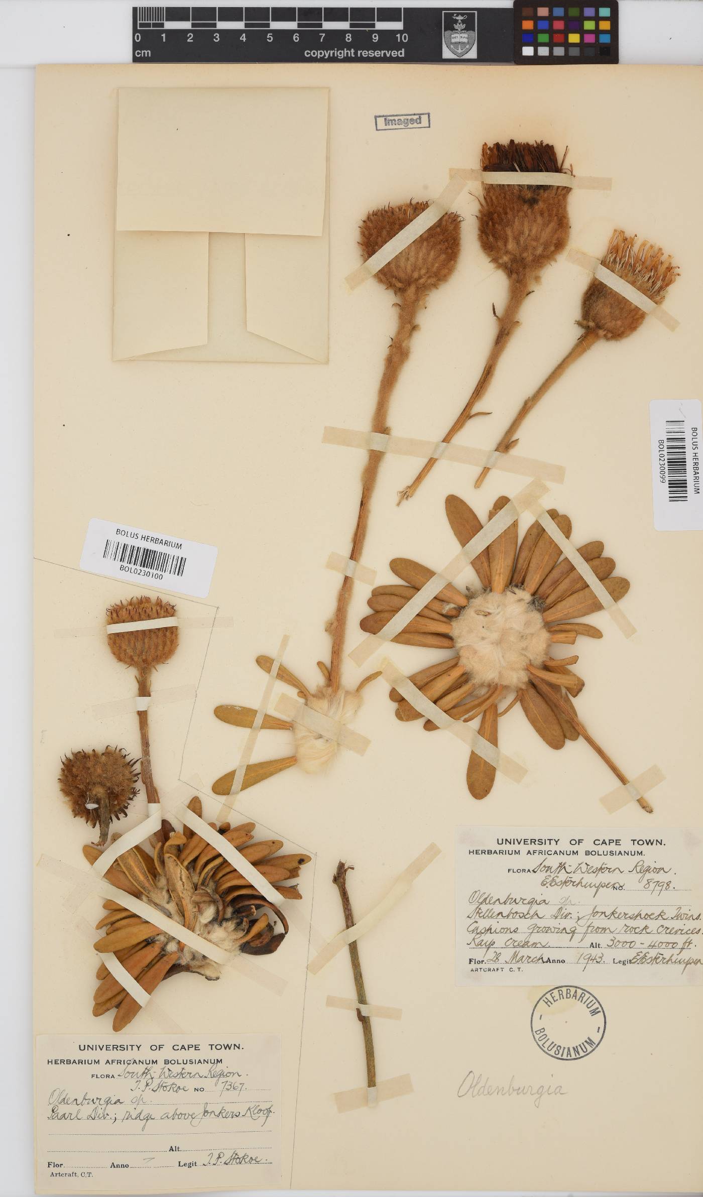 Oldenburgia intermedia image