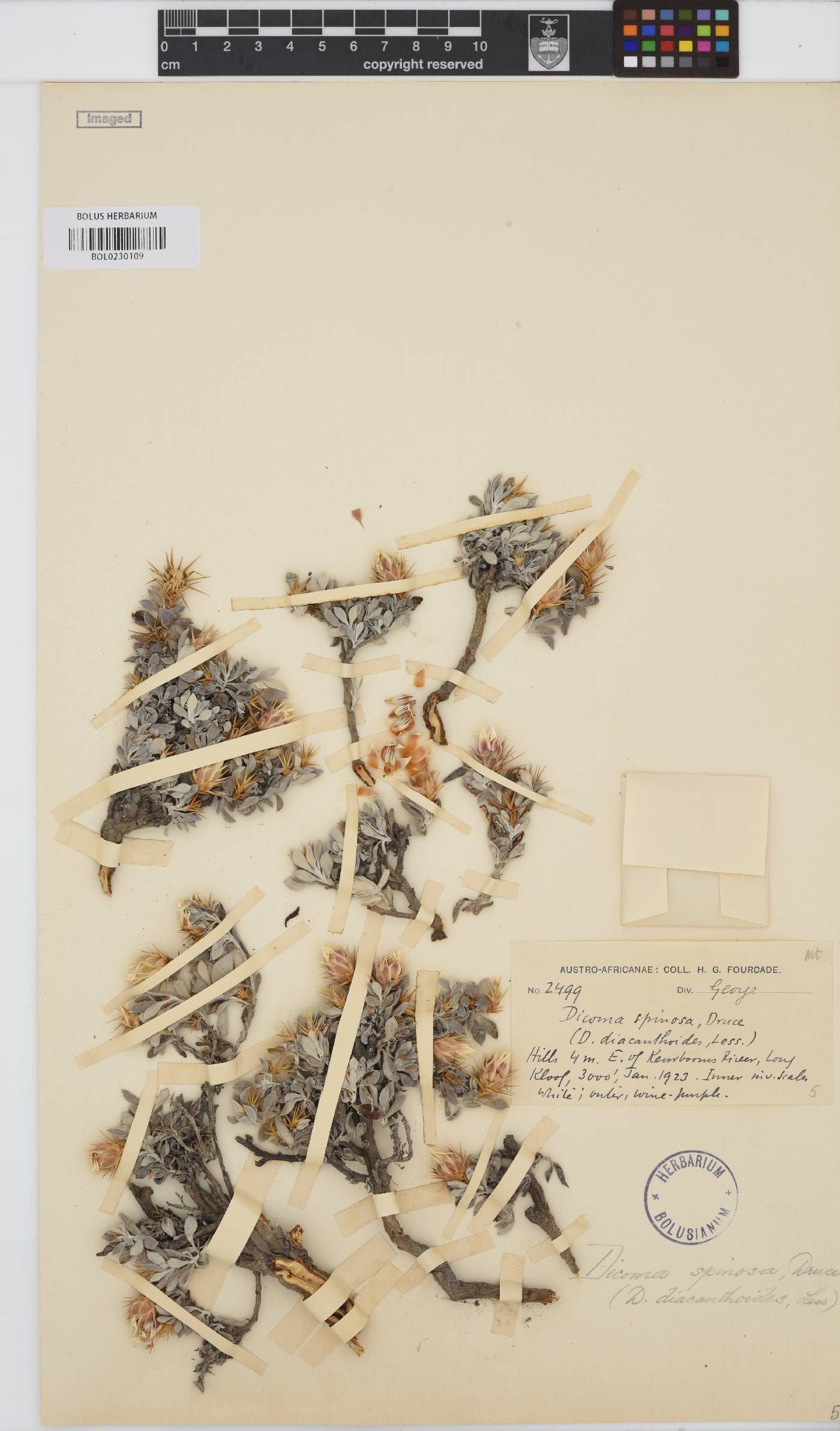 Macledium image