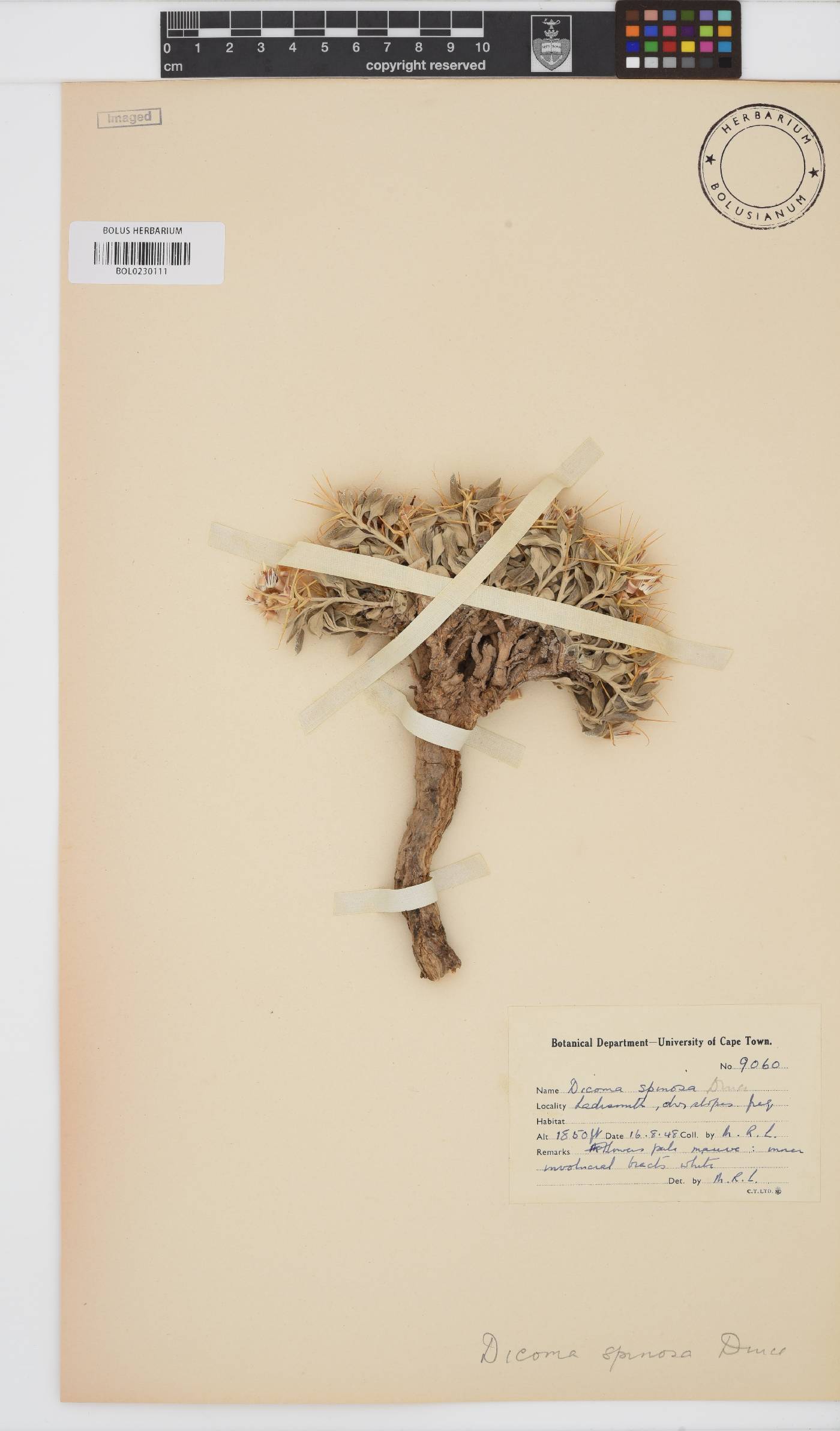 Macledium image