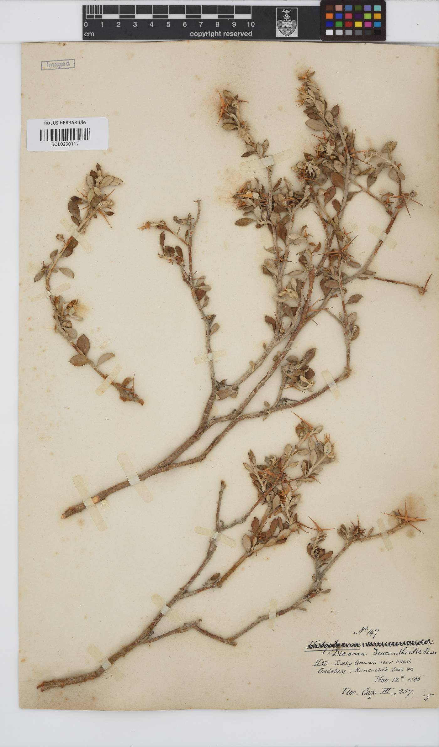 Macledium image