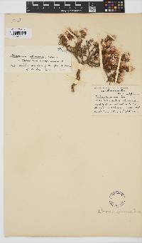 Macledium spinosum image