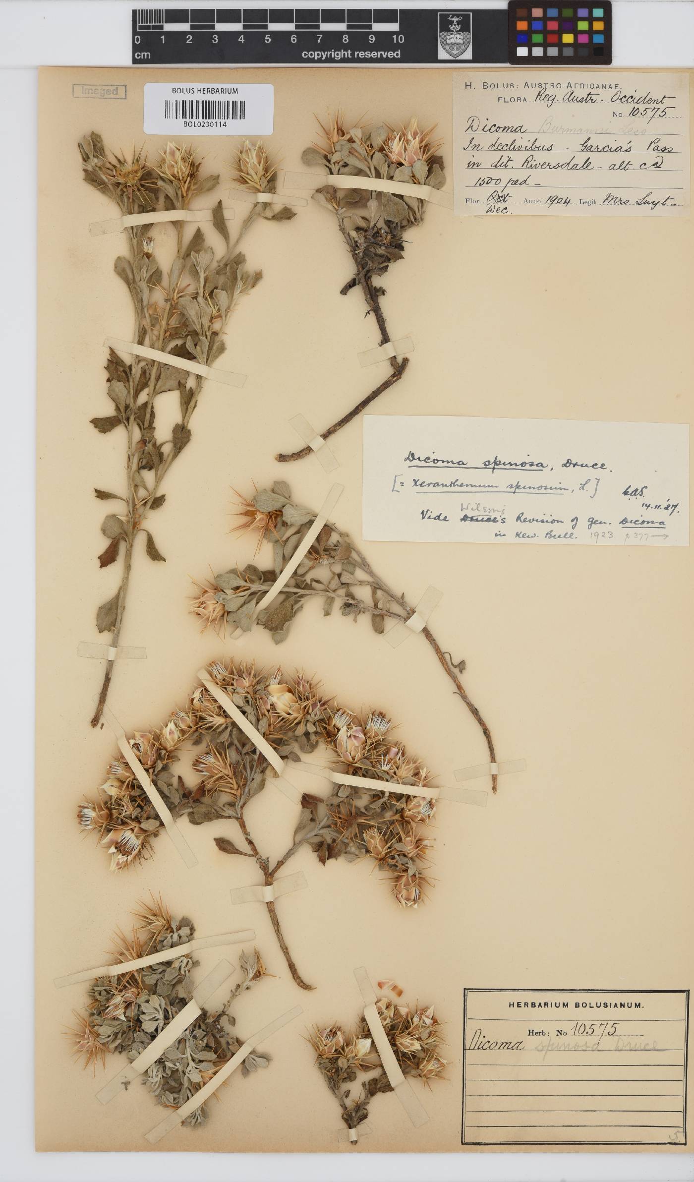 Macledium image