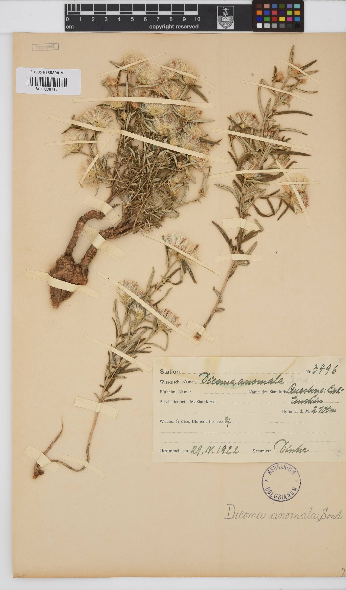 Dicoma anomala image