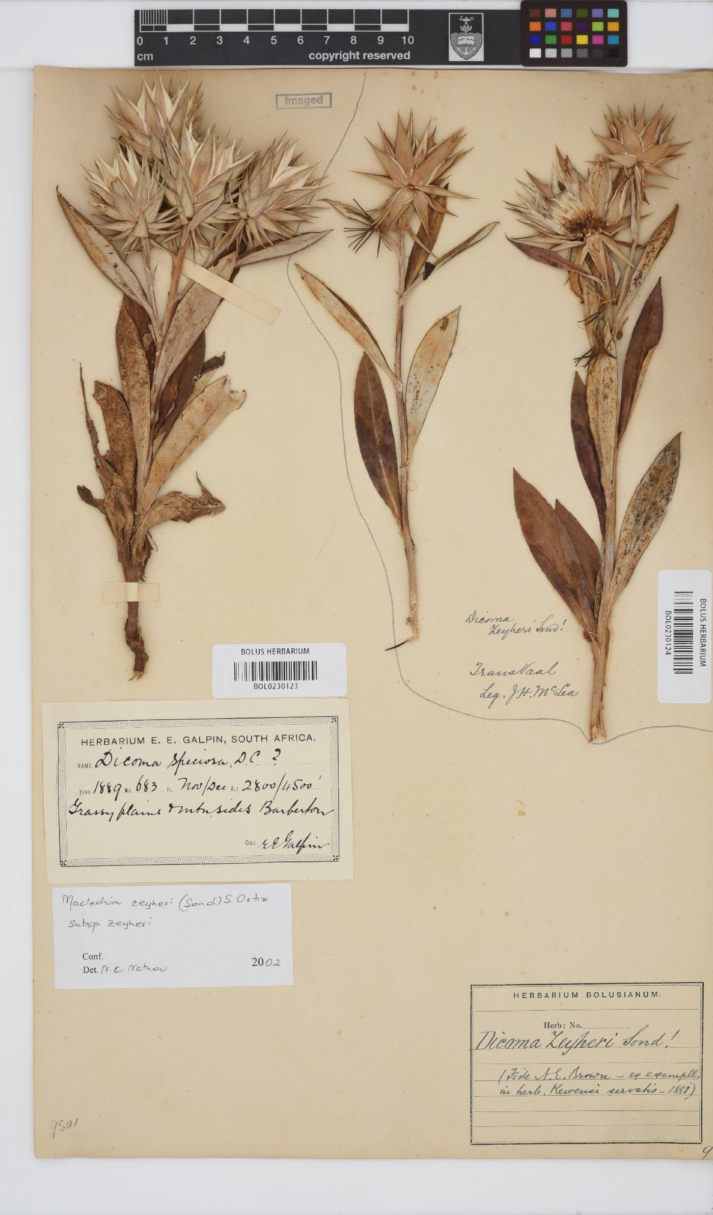 Macledium zeyheri image