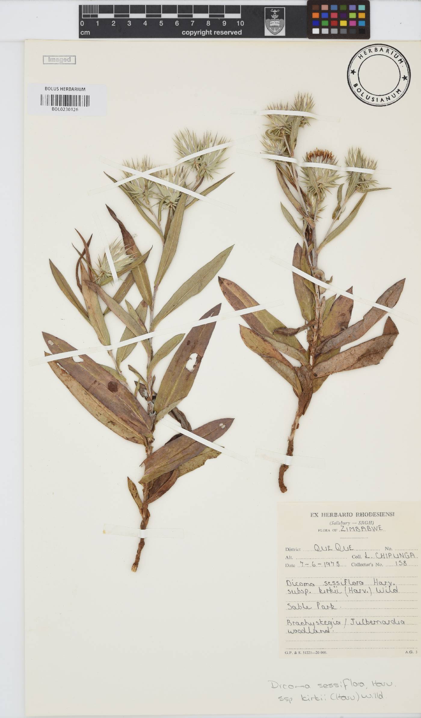 Macledium kirkii subsp. kirkii image