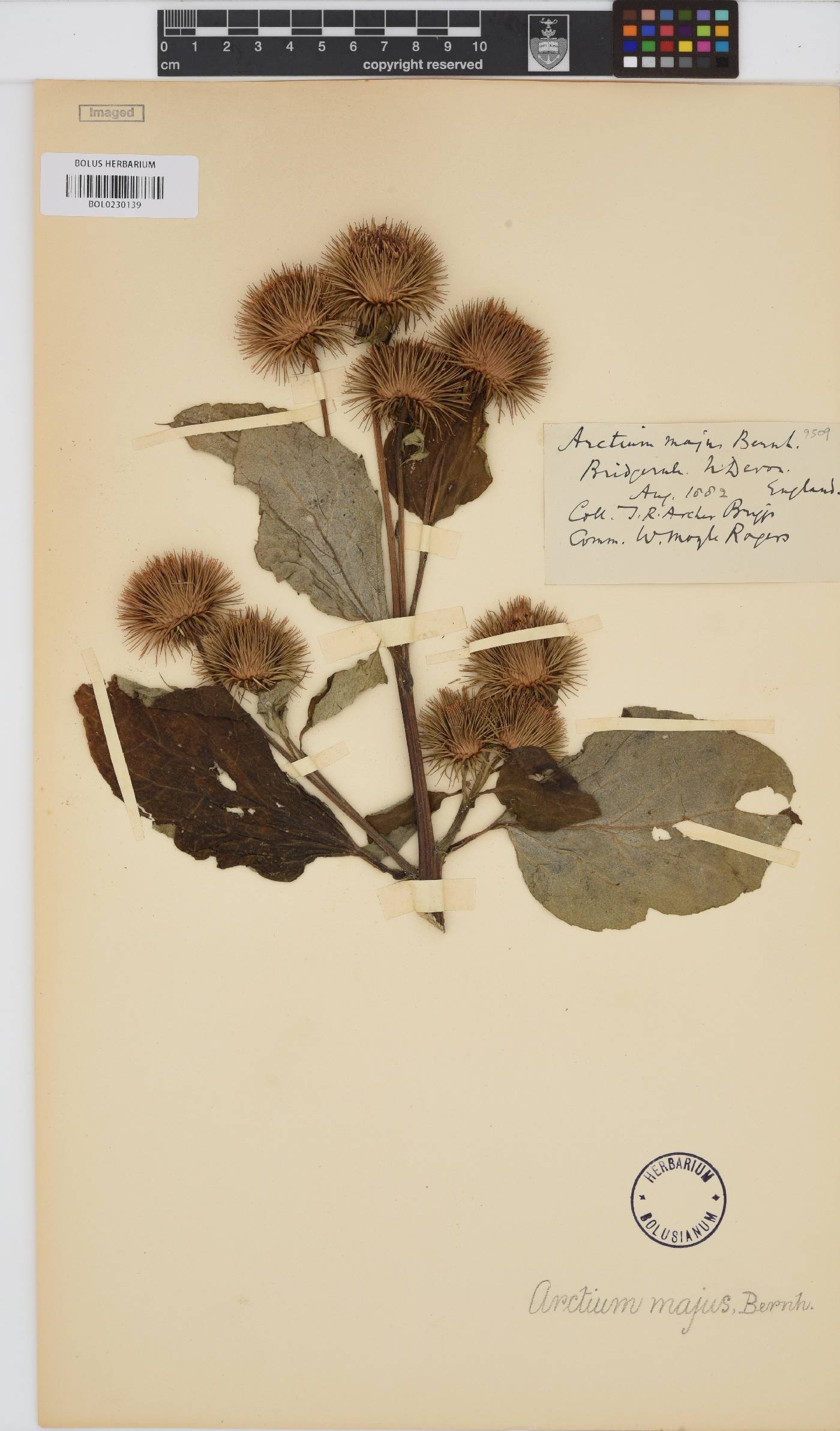 Arctium lappa image