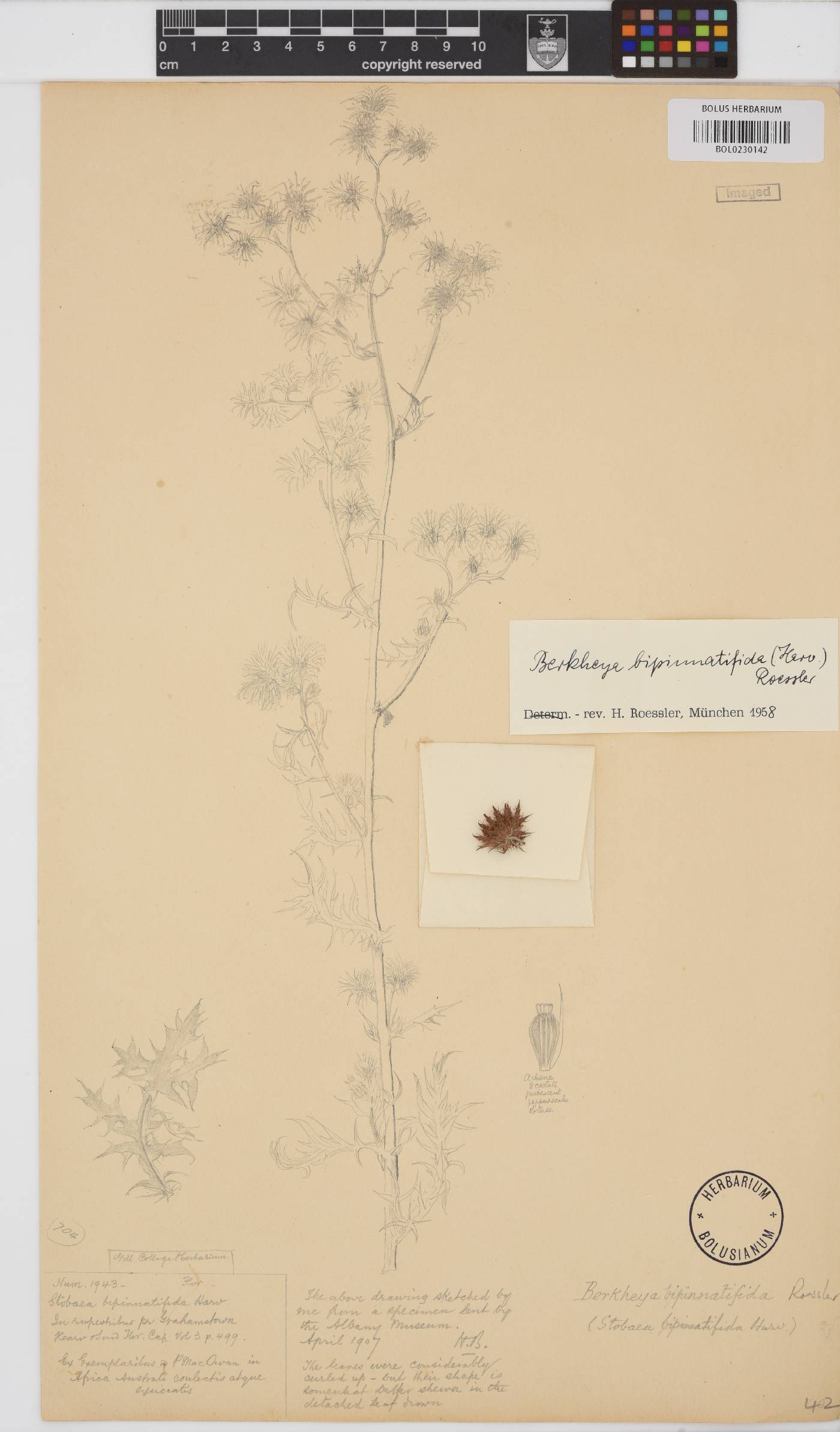 Berkheya bipinnatifida image