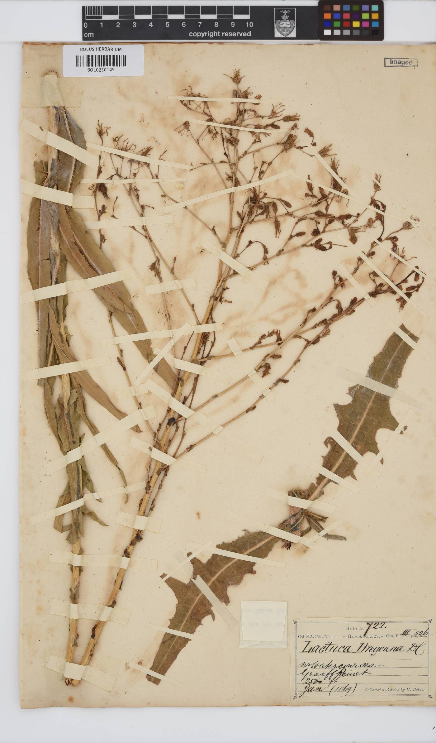 Lactuca dregeana image