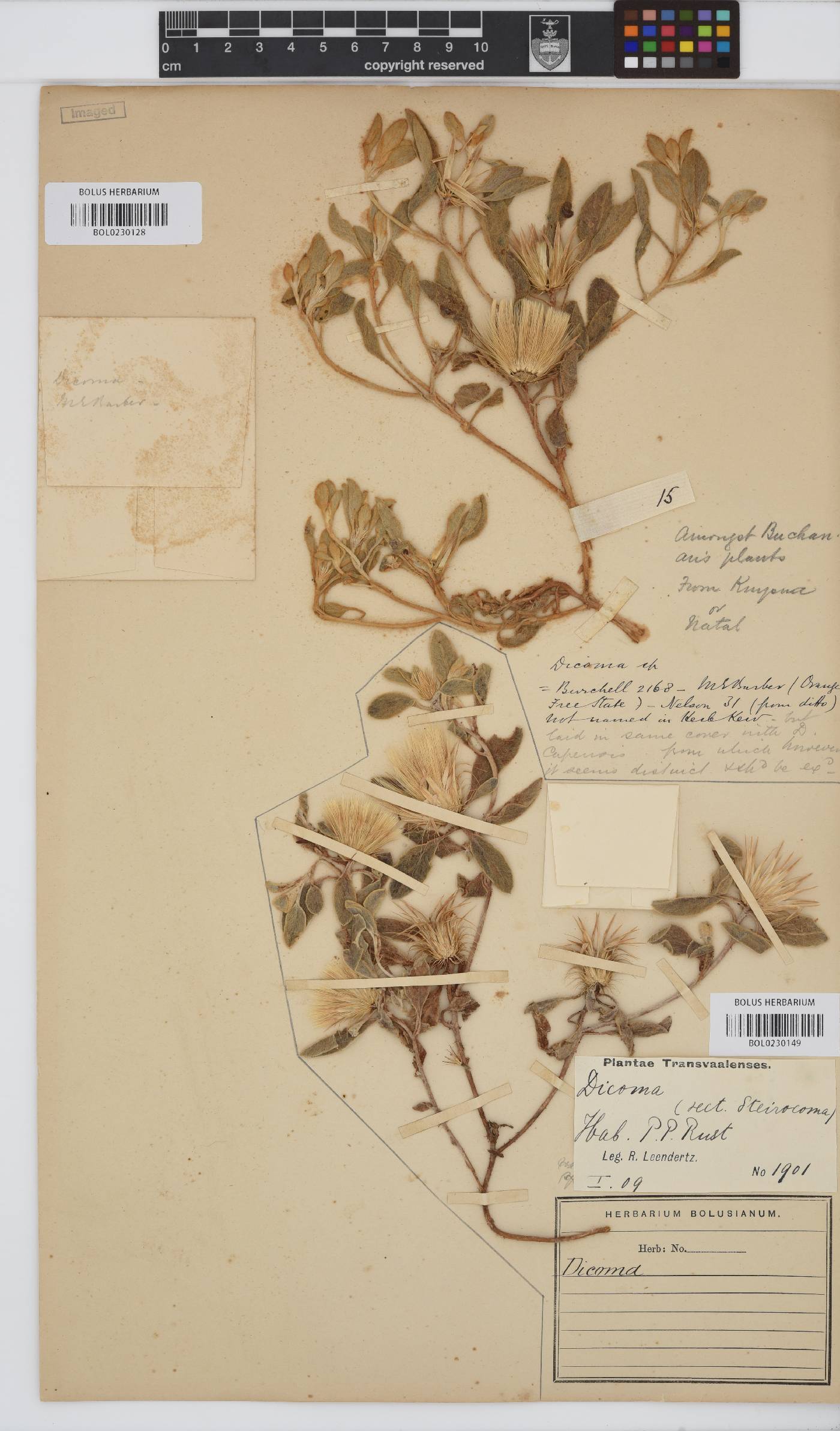 Dicoma schinzii image