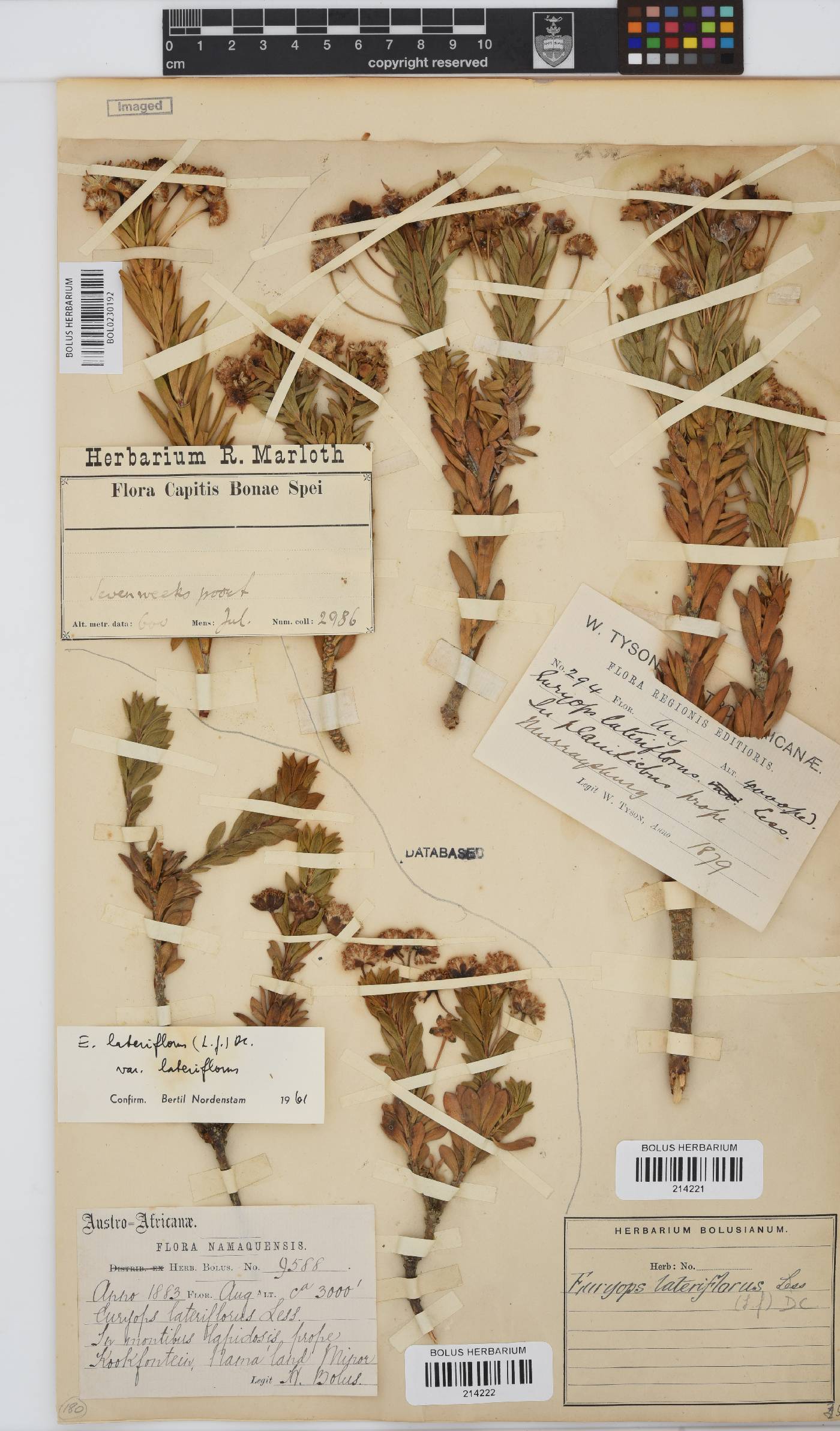 Euryops lateriflorus image