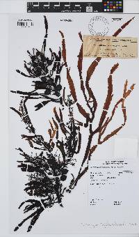 Anthophycus longifolius image