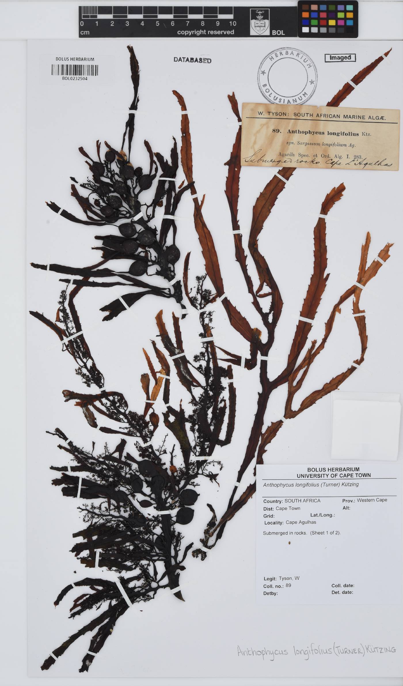 Anthophycus longifolius image