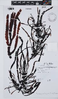 Anthophycus longifolius image