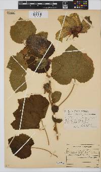Hibiscus calyphyllus image
