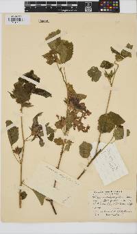 Hibiscus calyphyllus image