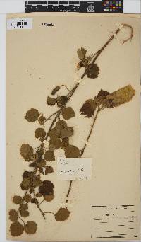 Hibiscus calyphyllus image