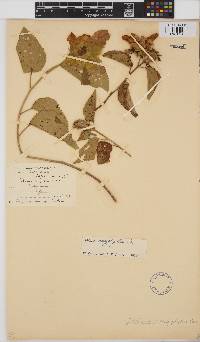 Hibiscus calyphyllus image
