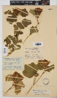 Hibiscus calyphyllus image