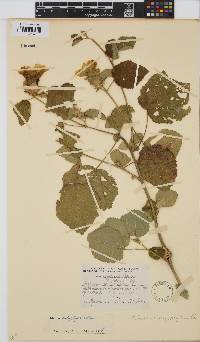 Hibiscus calyphyllus image